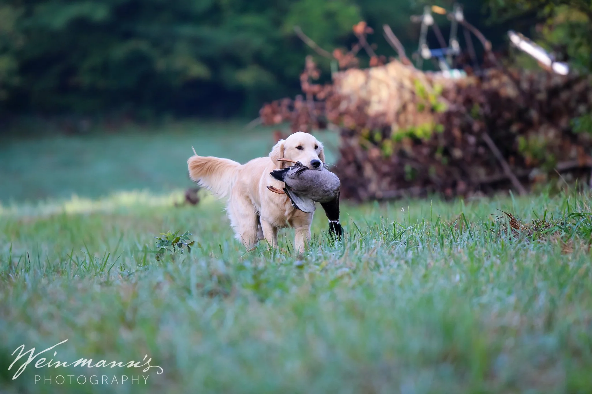 Buckeyes Hunt Test12.jpg