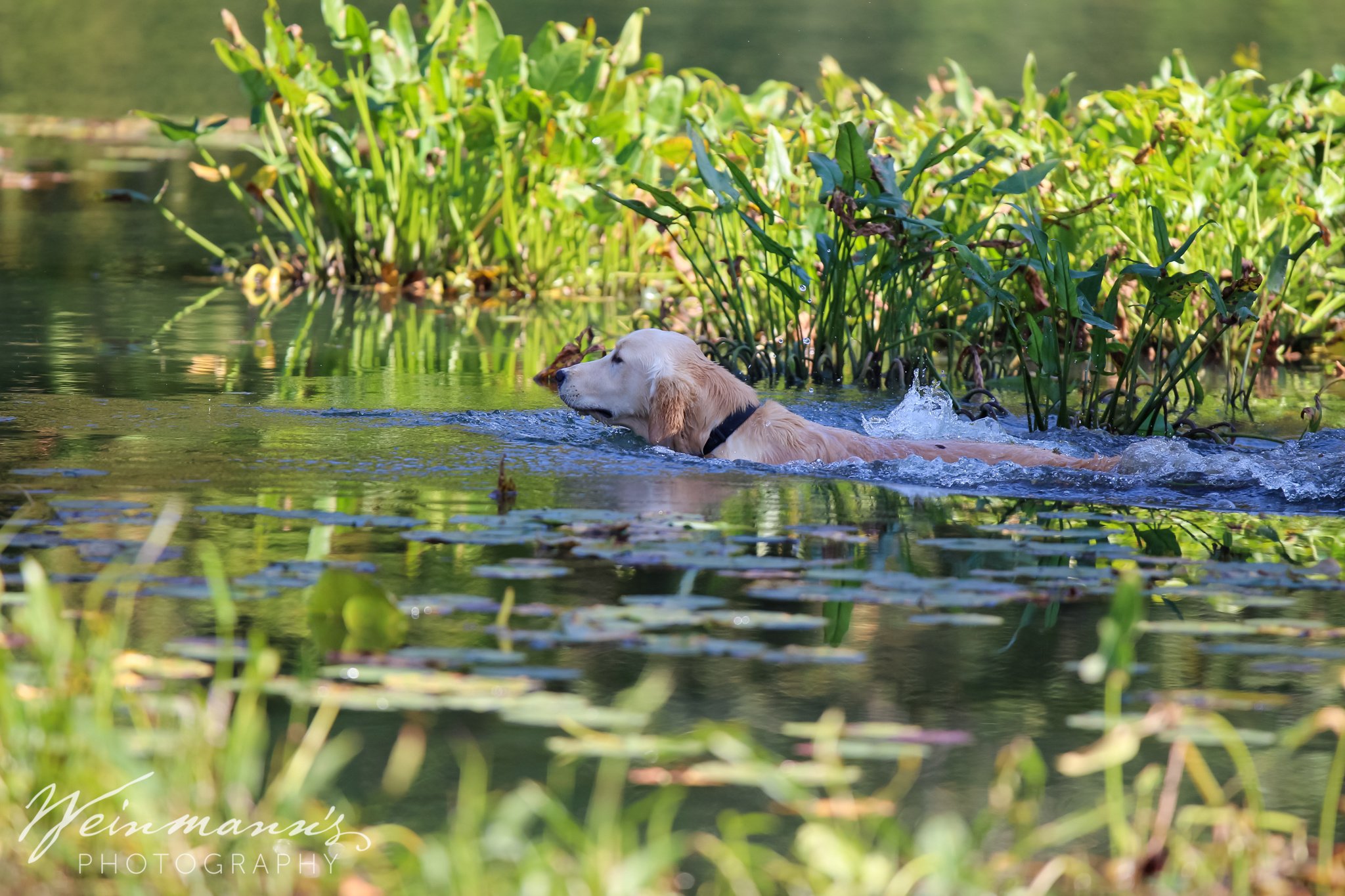 Buckeyes Hunt Test19.jpg