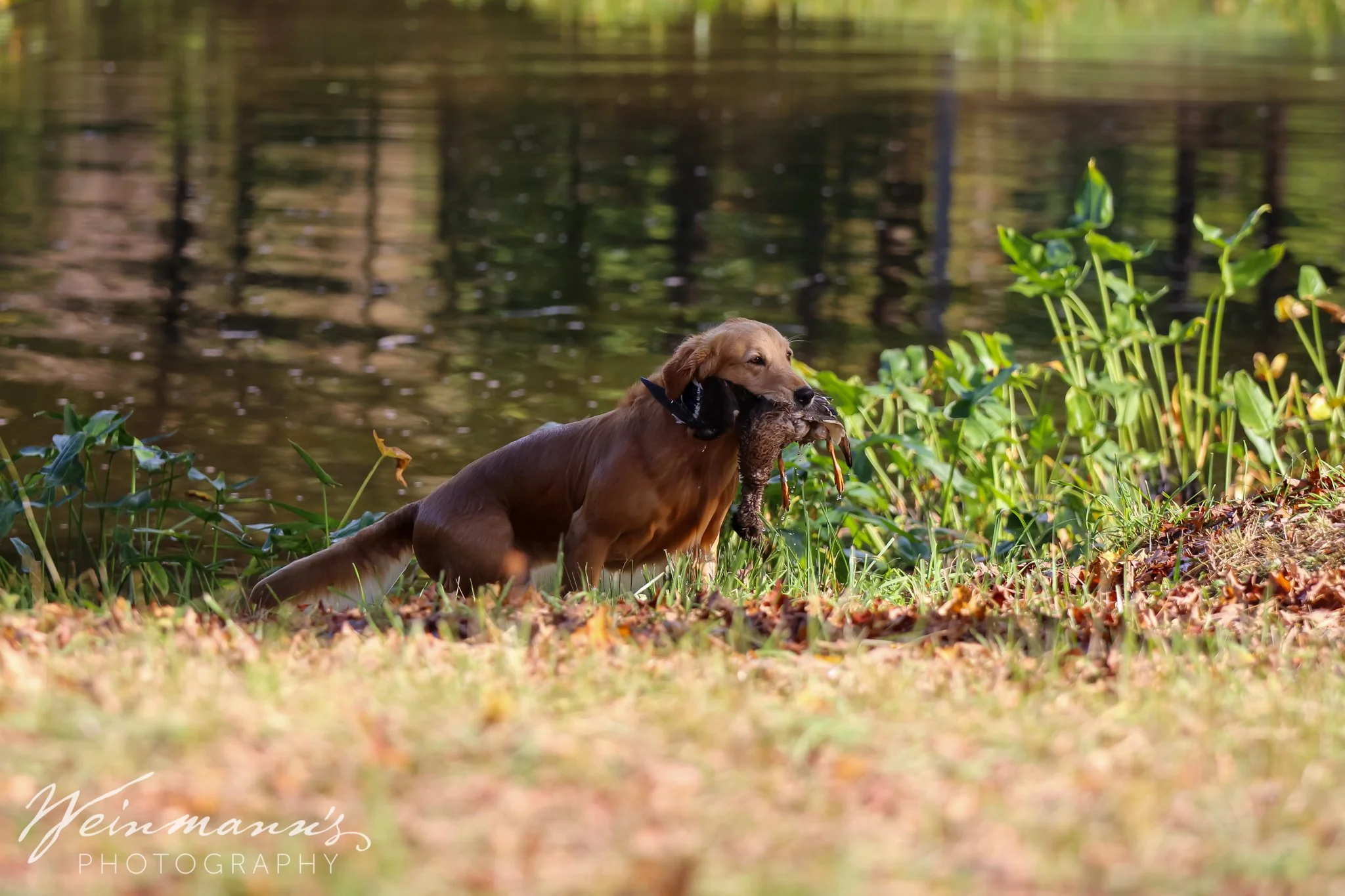 Buckeyes Hunt Test5.jpg