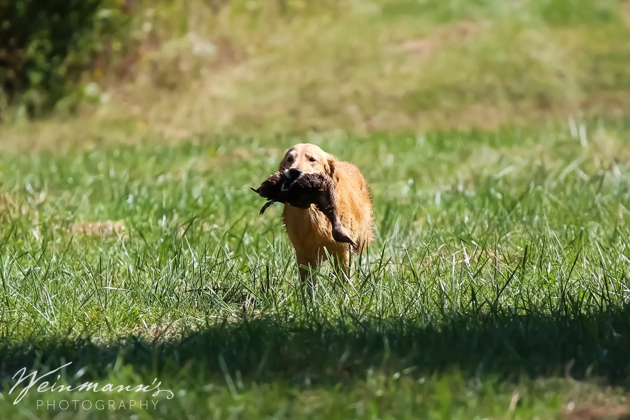 Buckeyes Hunt Test23.jpg