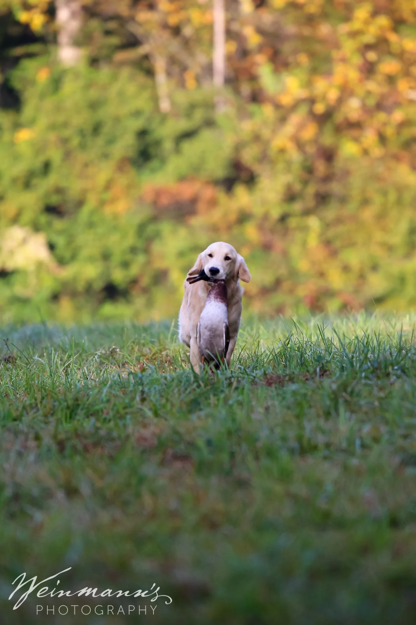 Buckeyes Hunt Test10.jpg