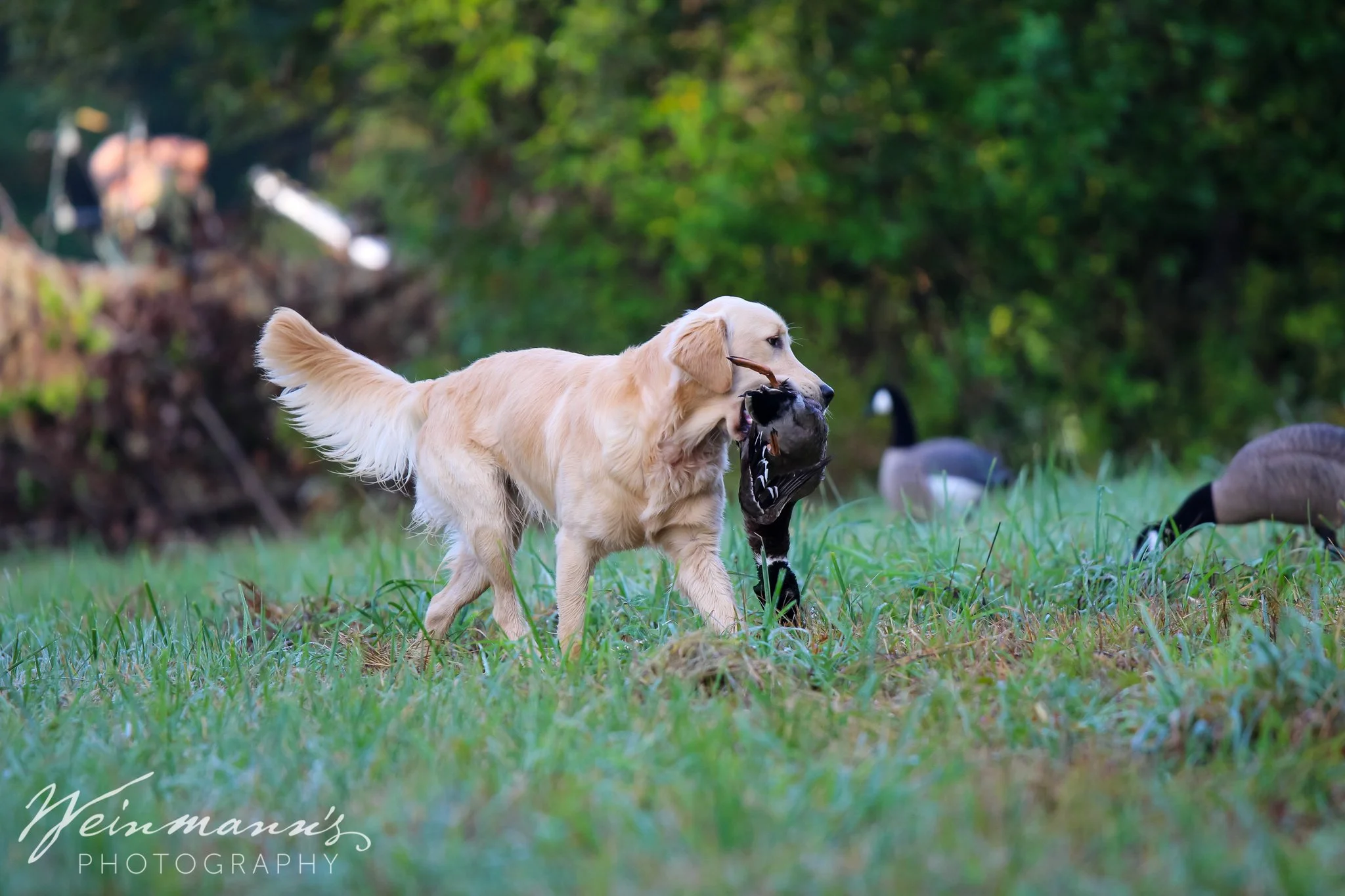 Buckeyes Hunt Test11.jpg