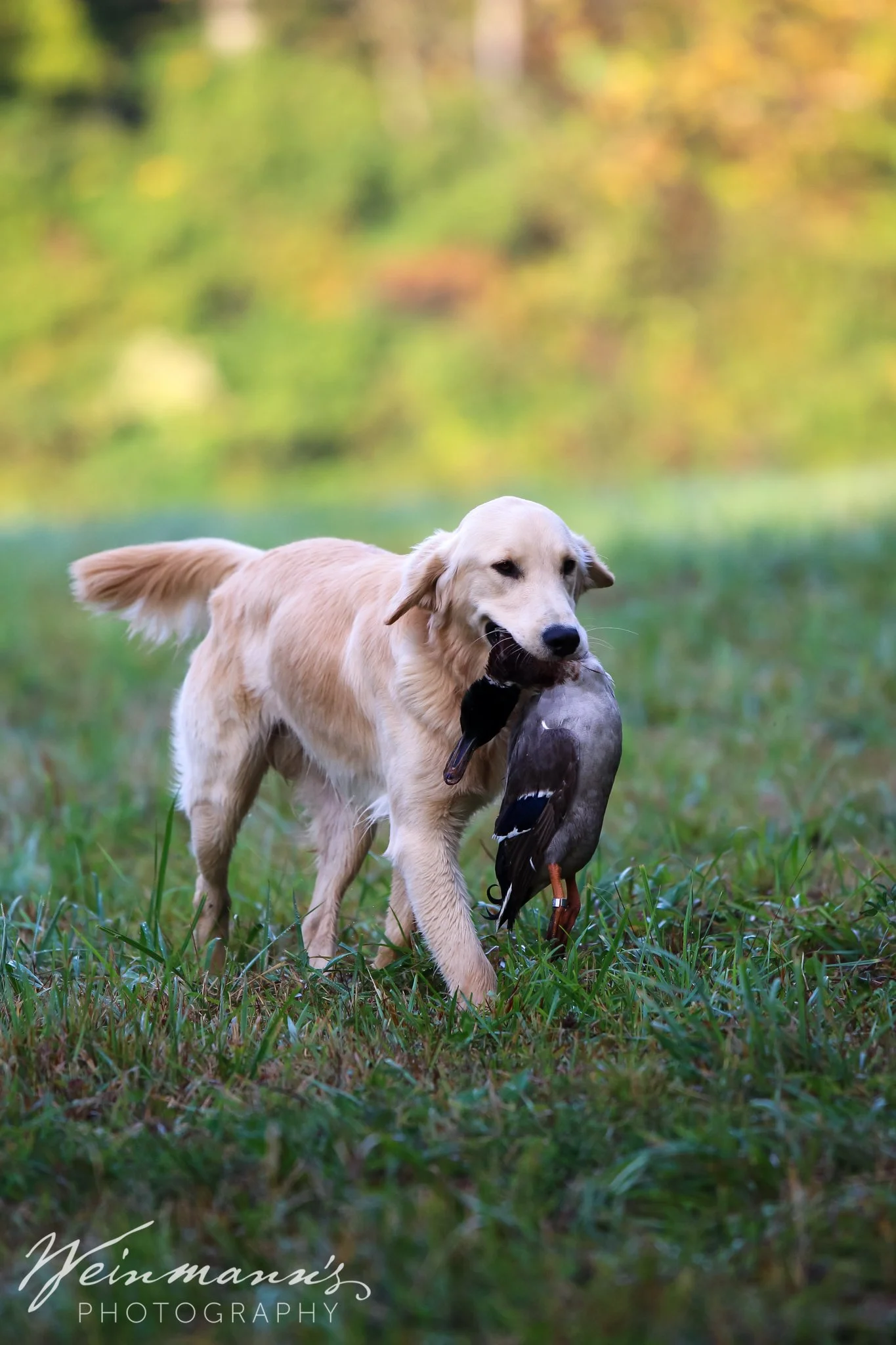 Buckeyes Hunt Test9.jpg