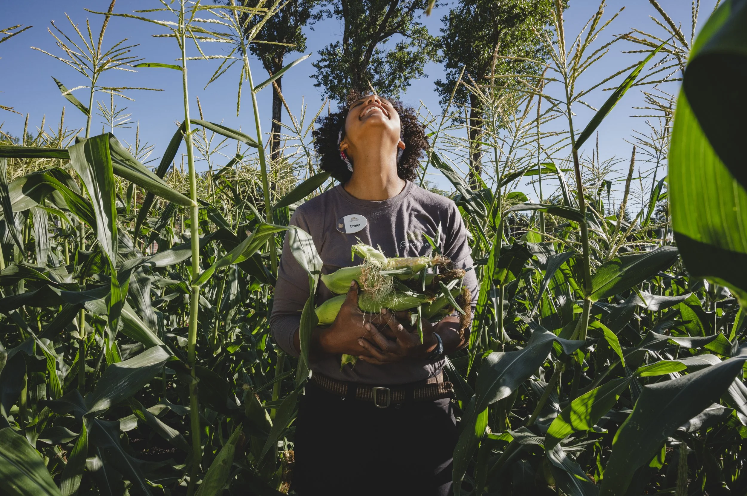 A woman gardener standing in a cornfield holding freshly harvested corn, smiling and looking upward on a sunny day.