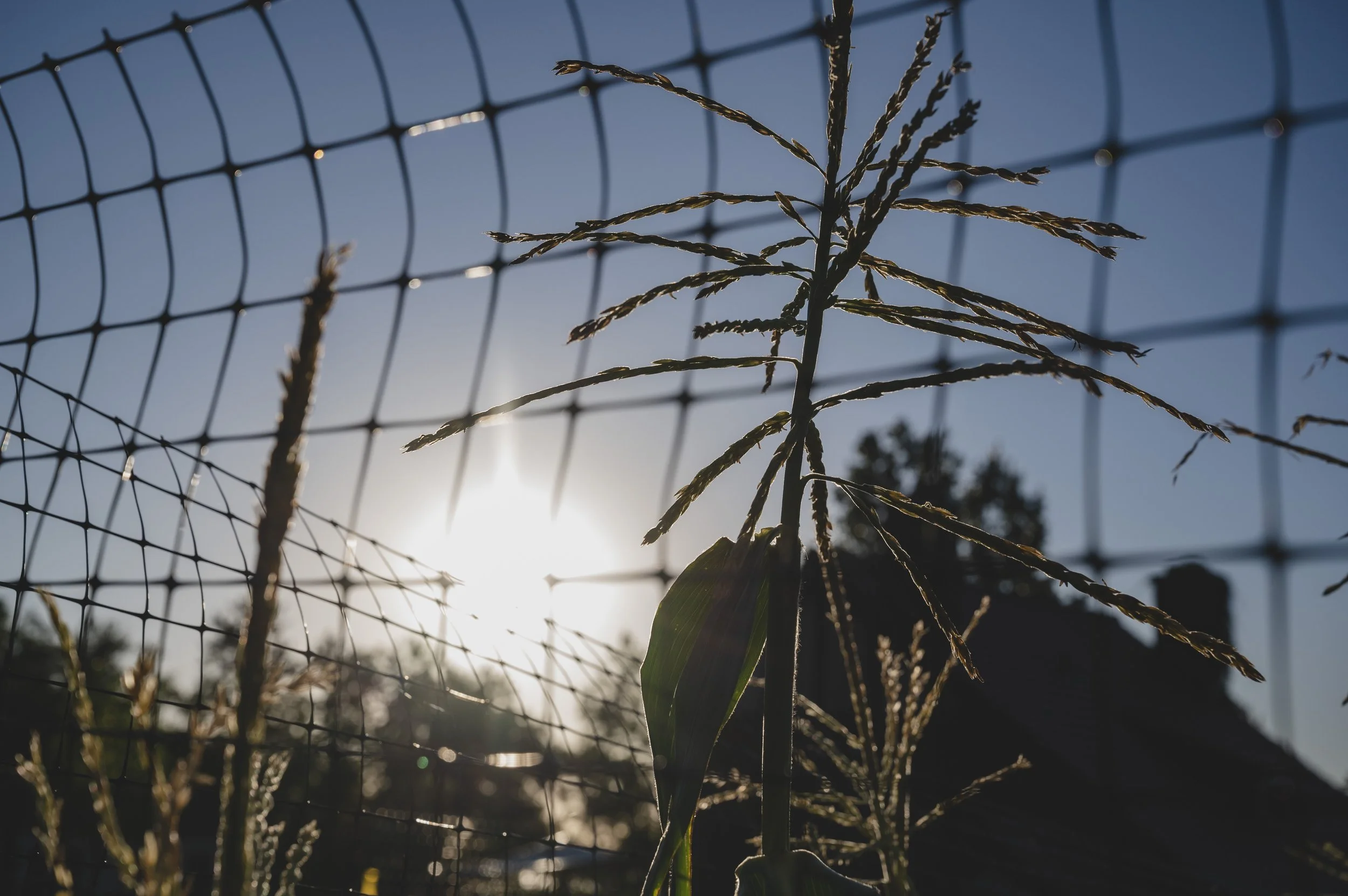 Glensheen Garden_Duluth MN_291.JPG