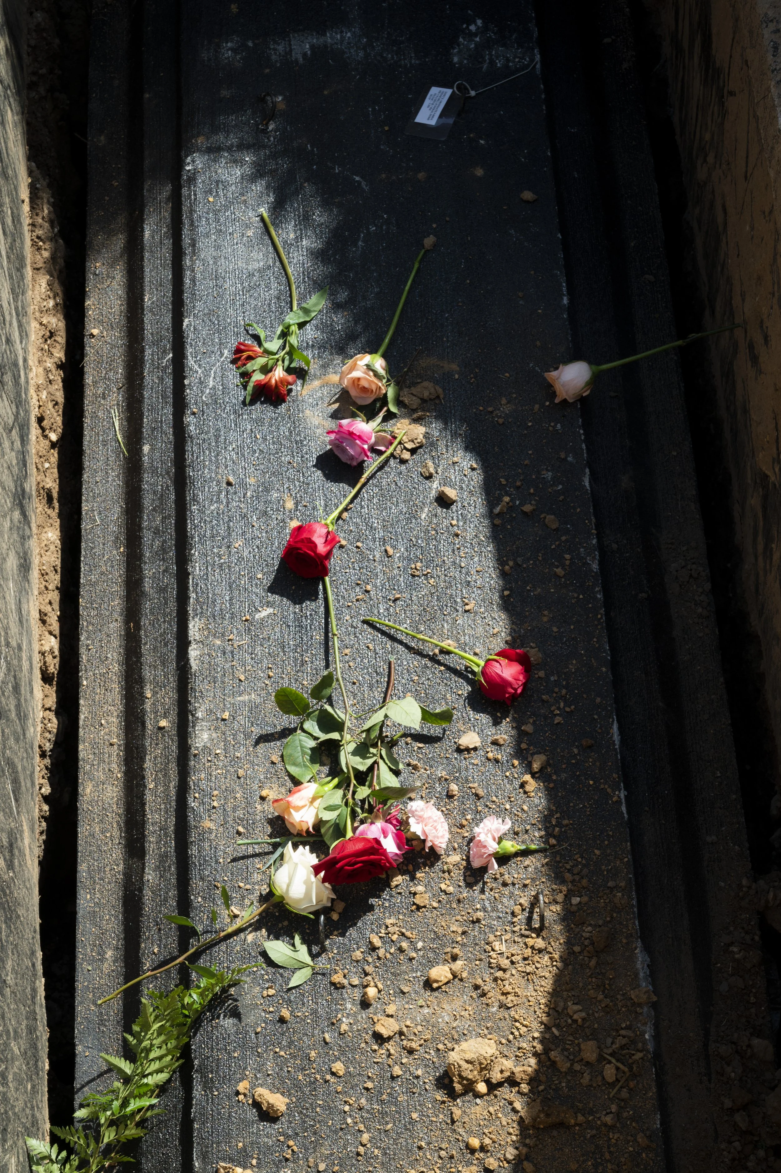 Fallen roses of various colors on a dark, textured surface with dirt, sunlight, and shadows.