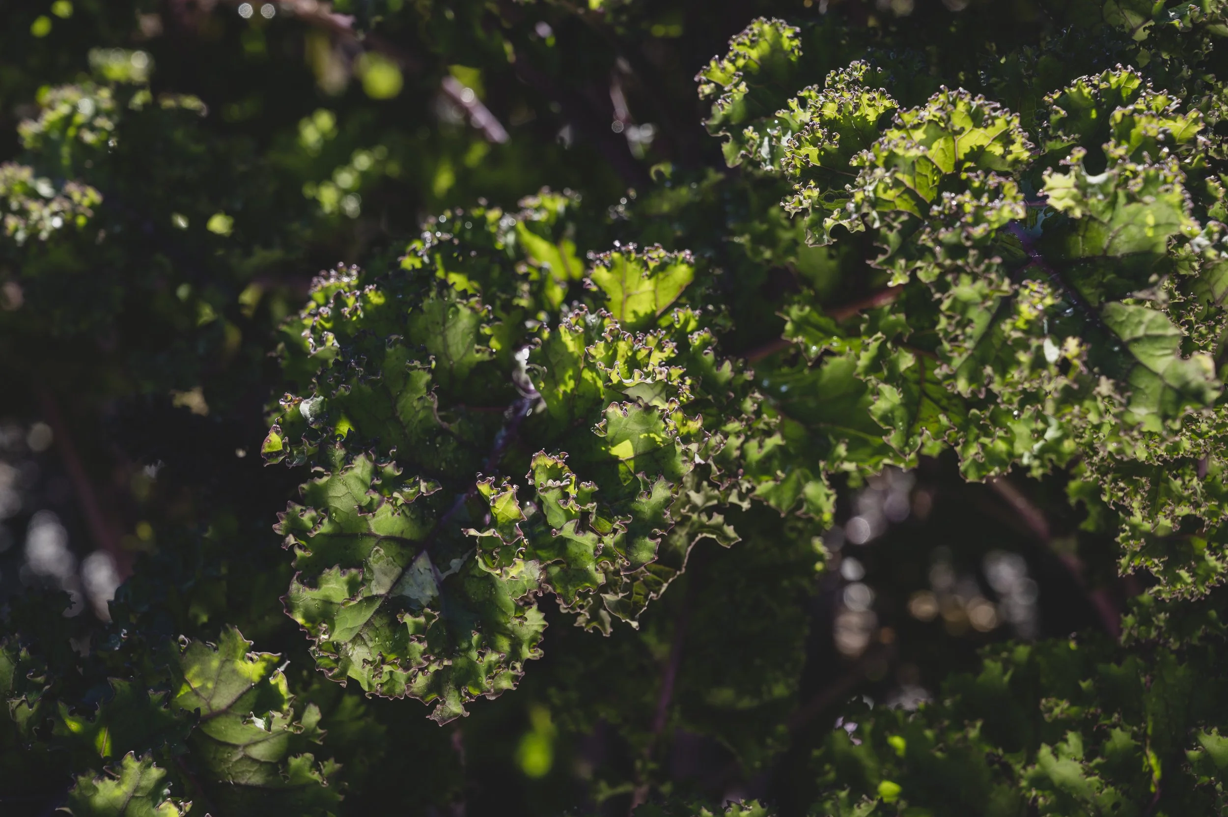 Glensheen Garden_Duluth MN_390.JPG