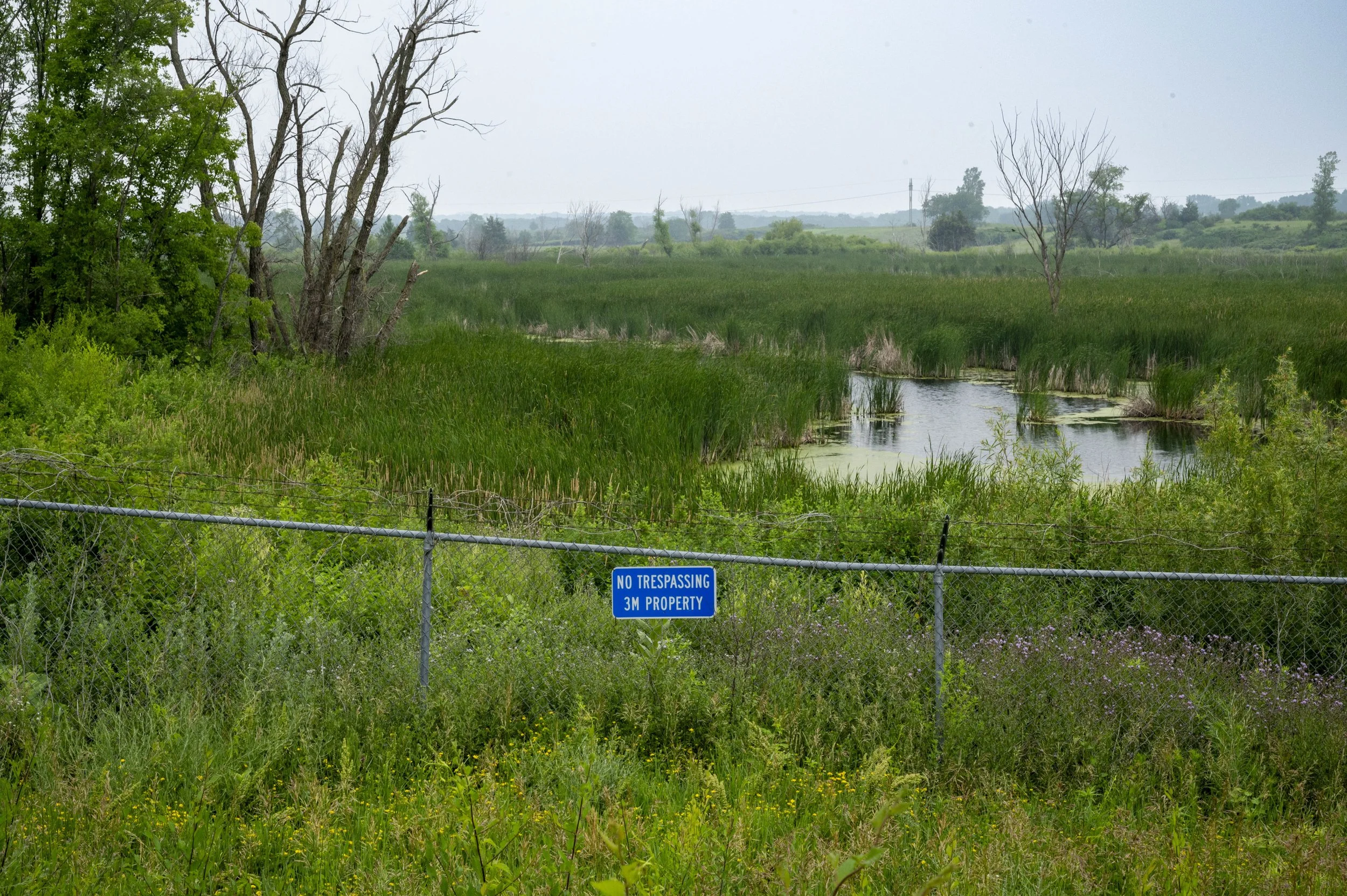 A chain-link fence with a blue sign reading 'No Trespassing 3M Property' in front of a wetland with tall green grass, trees, and a small water body under an overcast sky.
