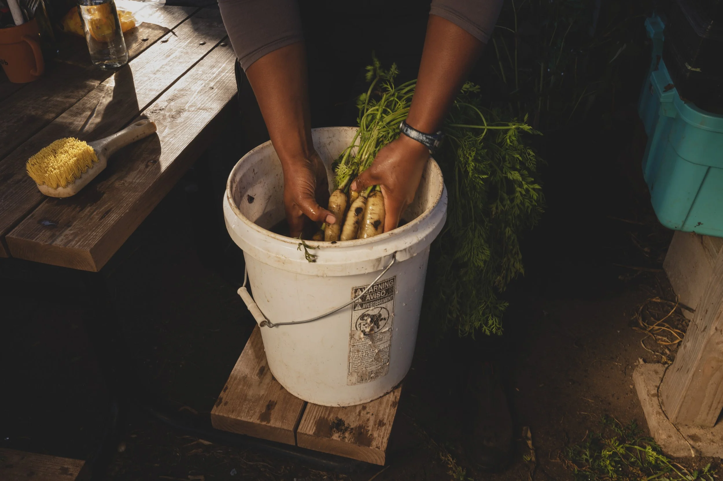Person harvesting carrots from a white bucket outdoors, with gardening tools and a wooden table nearby.