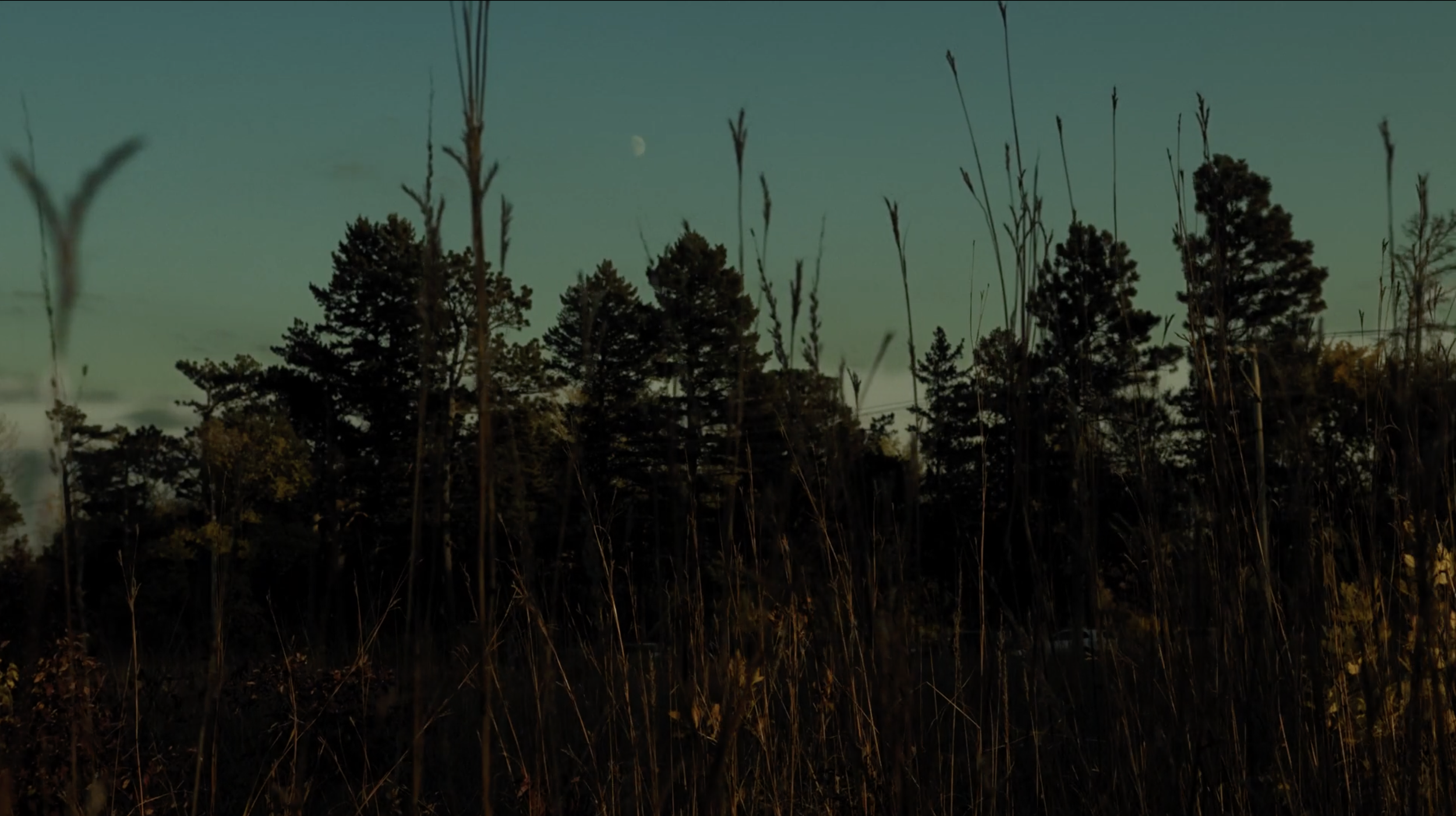 A twilight scene of a forest with tall trees and dry grasses in the foreground, a crescent moon visible in the sky. A landscape that is a part of the B'Dote: Learning from Place Tour offered by the Minnesota Humanities Center.