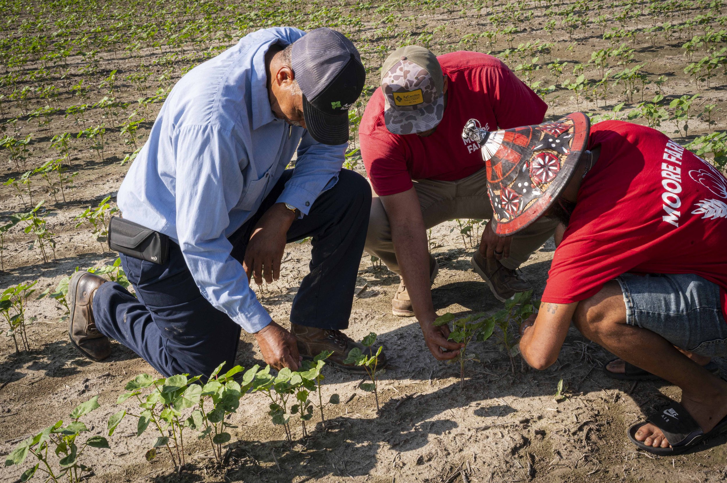 People working in a field planting or inspecting crops, crouched down close to the ground, with green plants and dry soil around them.