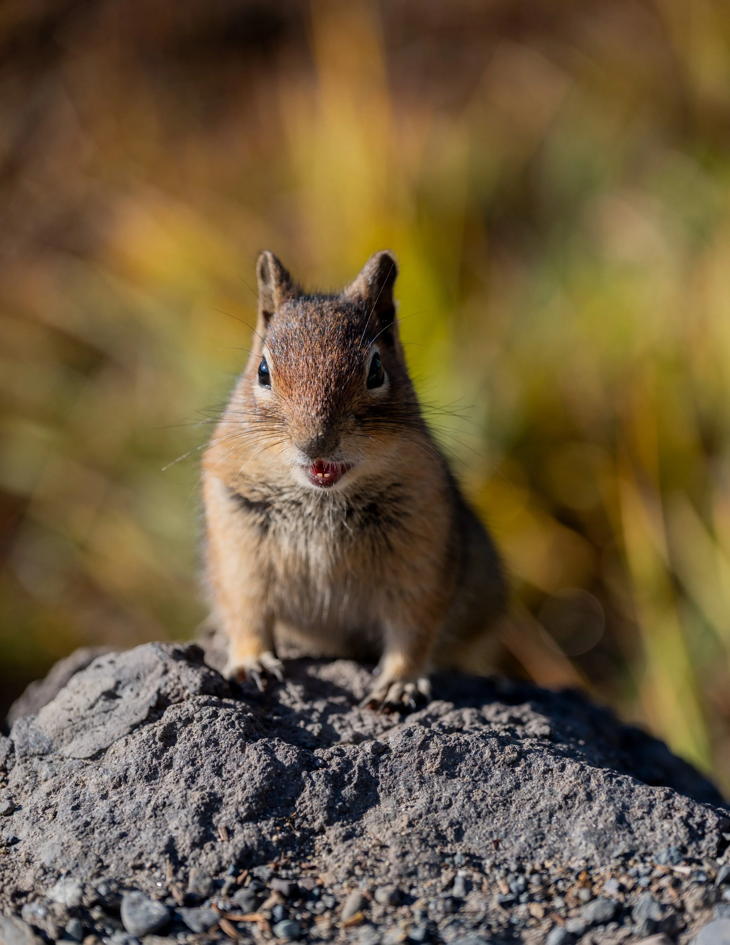 DSC_4795.jpg