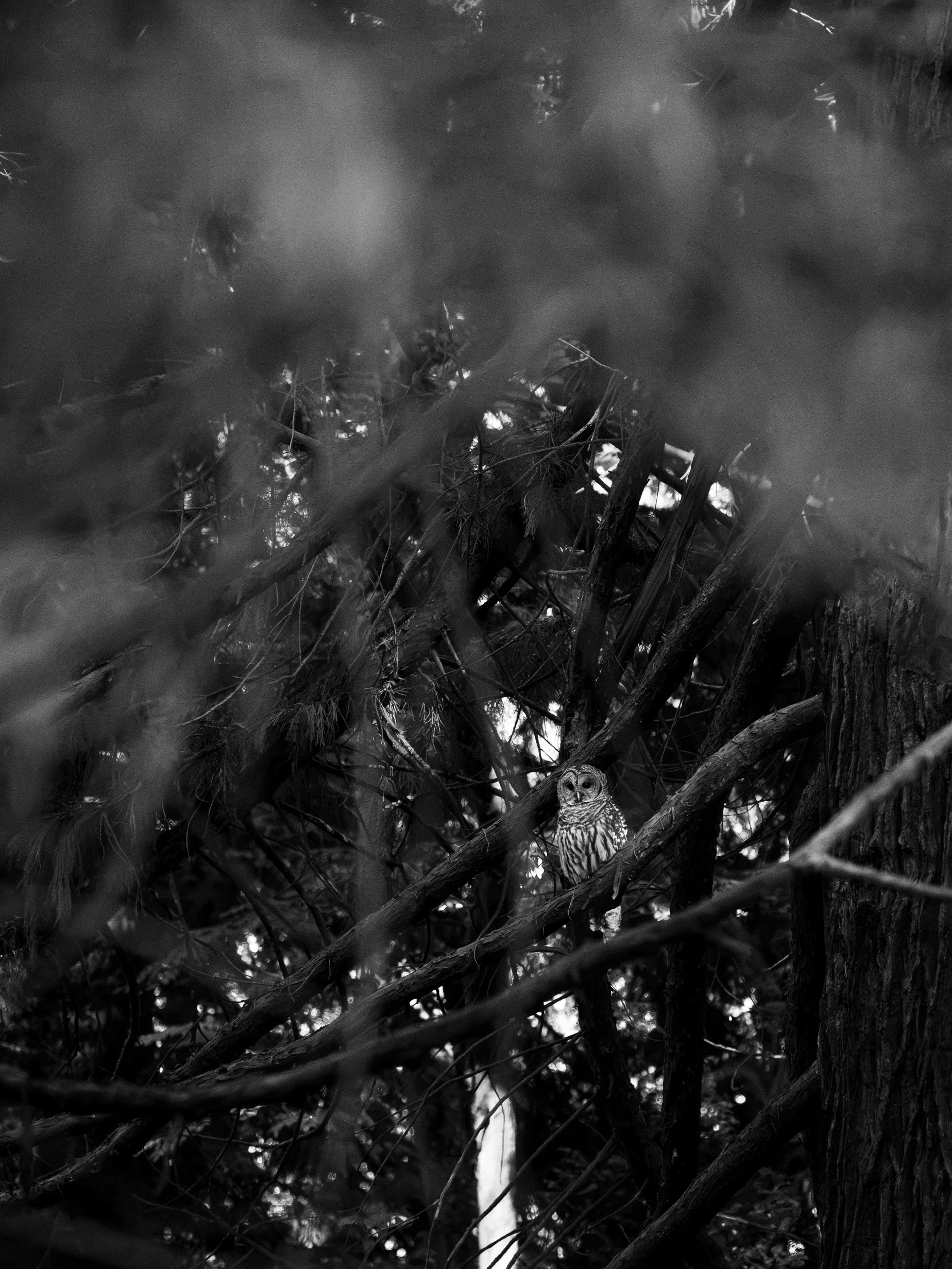 DSC_4564zoom.jpg