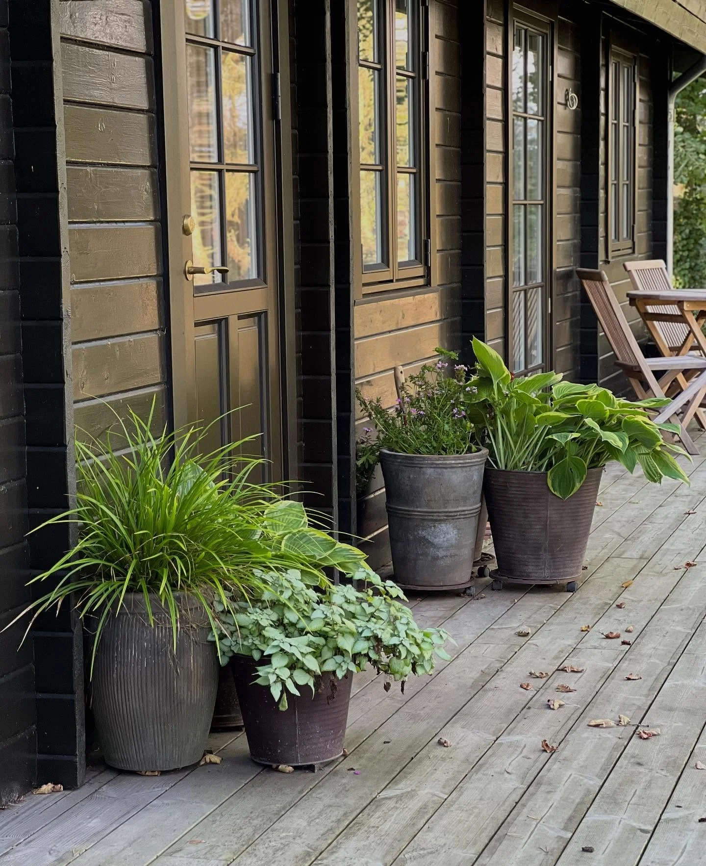 VARM VELKOMST MED TRIOER 💚💚💚

Savner du en gr&oslash;n og frodig velkomst i din have og p&aring; din terrasse?

S&aring; er trioer af krukker fantastiske til at bl&oslash;de hj&oslash;rner og indgange til dit hus op. 

Sammen giver trioer af enkle