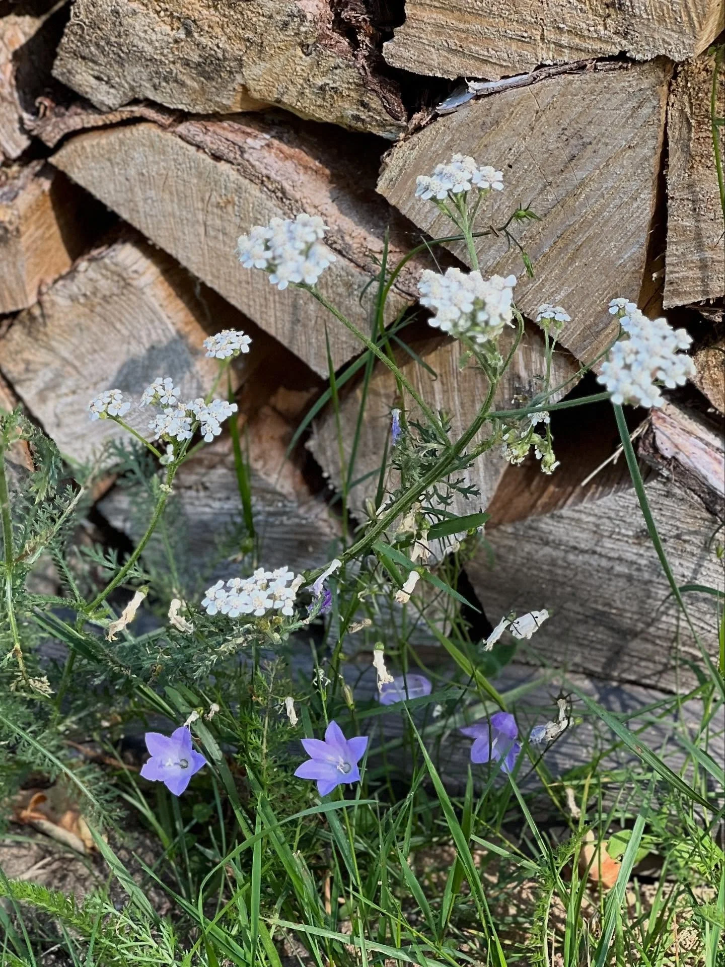 NATURENS EGNE STAUDER💙

Den spinkle, bl&aring;, liden klokke, og den hvide, almindelige r&oslash;llike, er et smukt par, der trives og s&aring;r sig selv i den solfyldte, sandede jord langs min tr&aelig;terrasse.

I naturen er de to af vores l&aelig
