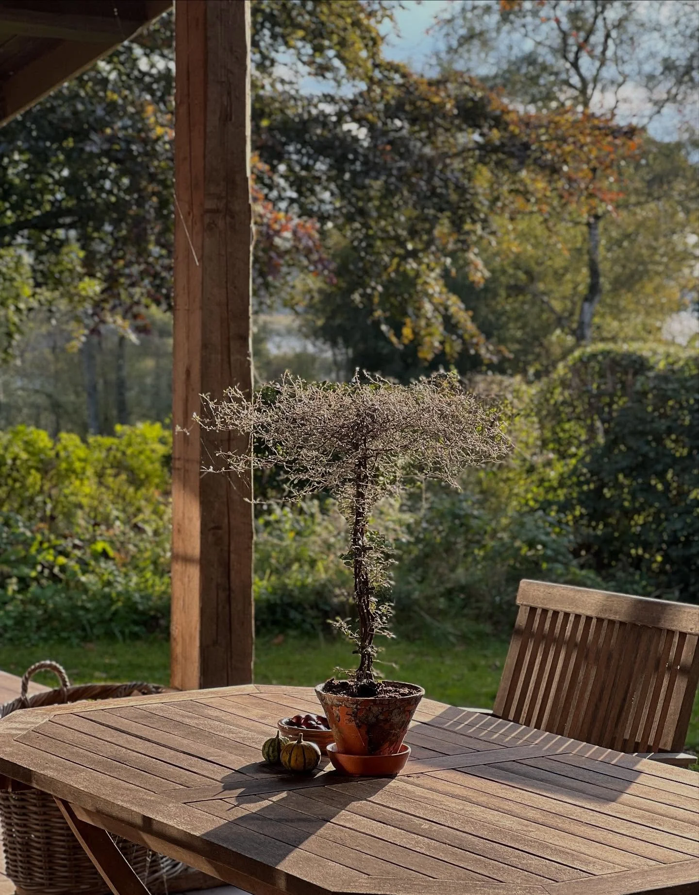 SP&Oslash;GELSESTR&AElig; OG EFTER&Aring;RSSTEMNING🍂

Efter&aring;ret banker p&aring; og jeg nyder at drysse nyt liv i haven i denne tid. 

En af de enkle, grafiske planter, som jeg synes er smuk til at byde efter&aring;ret velkommen med er sp&oslas