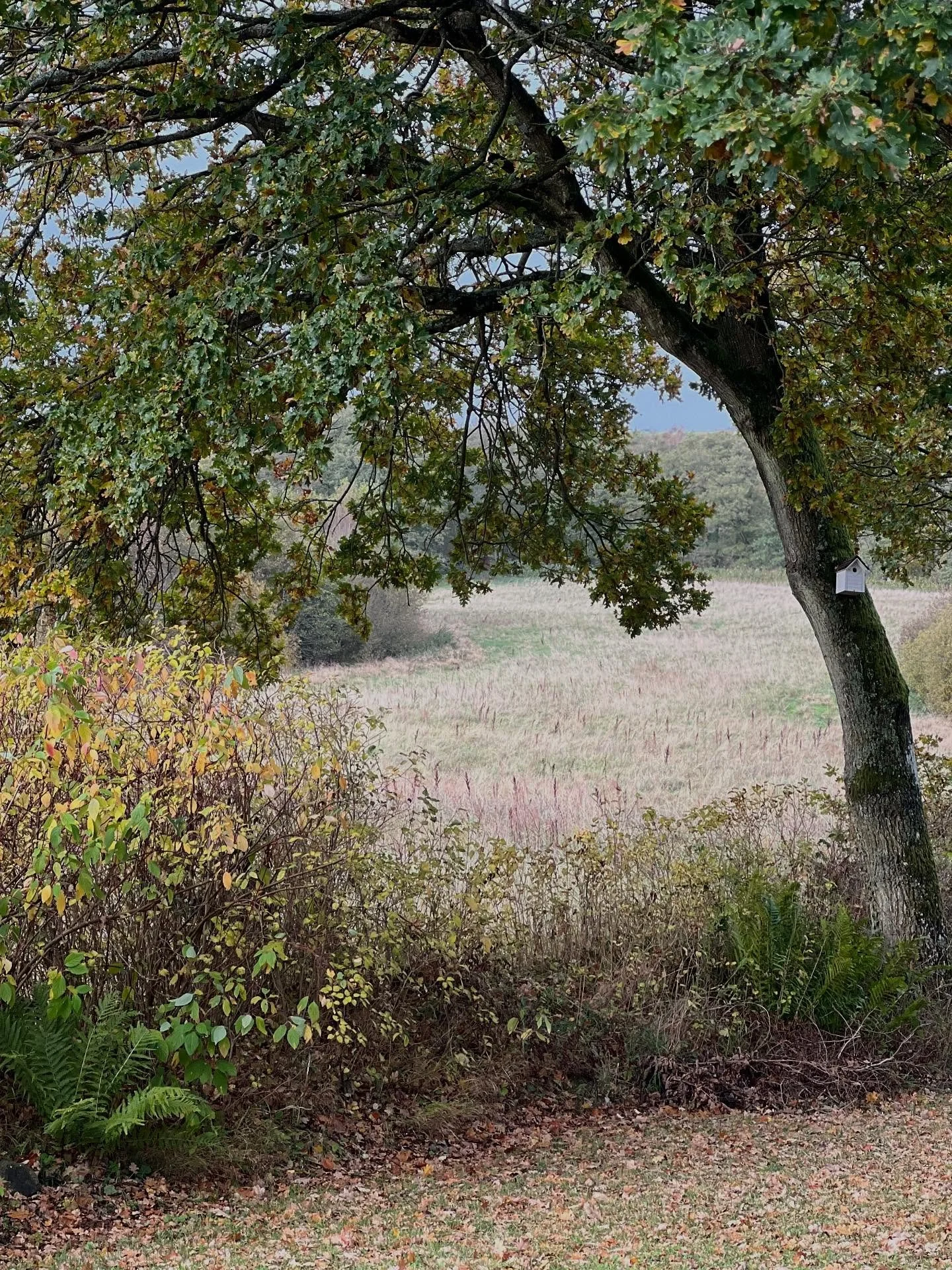 LYS P&Aring; DET L&Aring;NTE LANDSKAB 💛

Lige udenfor mit haveg&aelig;rde ligger den smukkeste gr&aelig;smark, der som en flod bugter sig gennem landskabet.

Da jeg k&oslash;bte Skovhaven var udsigten m&oslash;rk og skovens tr&aelig;er kn&aelig;kket