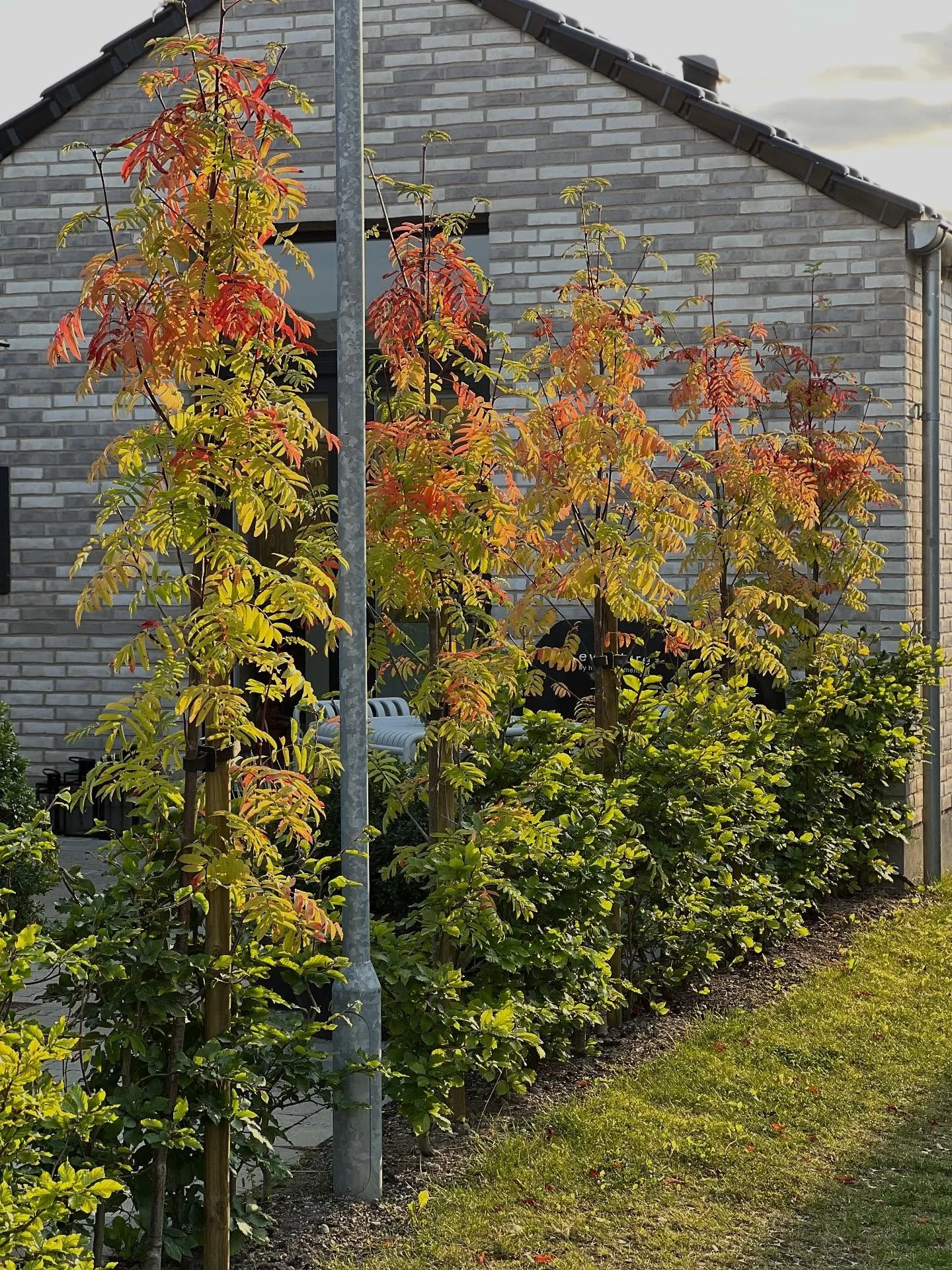 S&Oslash;JLER&Oslash;N &lsquo;FINGERPRINT&rsquo; 🍂

S&oslash;ger du et smukt og slankt tr&aelig;, der giver din have struktur og et gr&oslash;nt loft uden at tage plads?

S&aring; er s&oslash;jler&oslash;nnen, Sorbus &lsquo;Fingerprint&rsquo; et af 