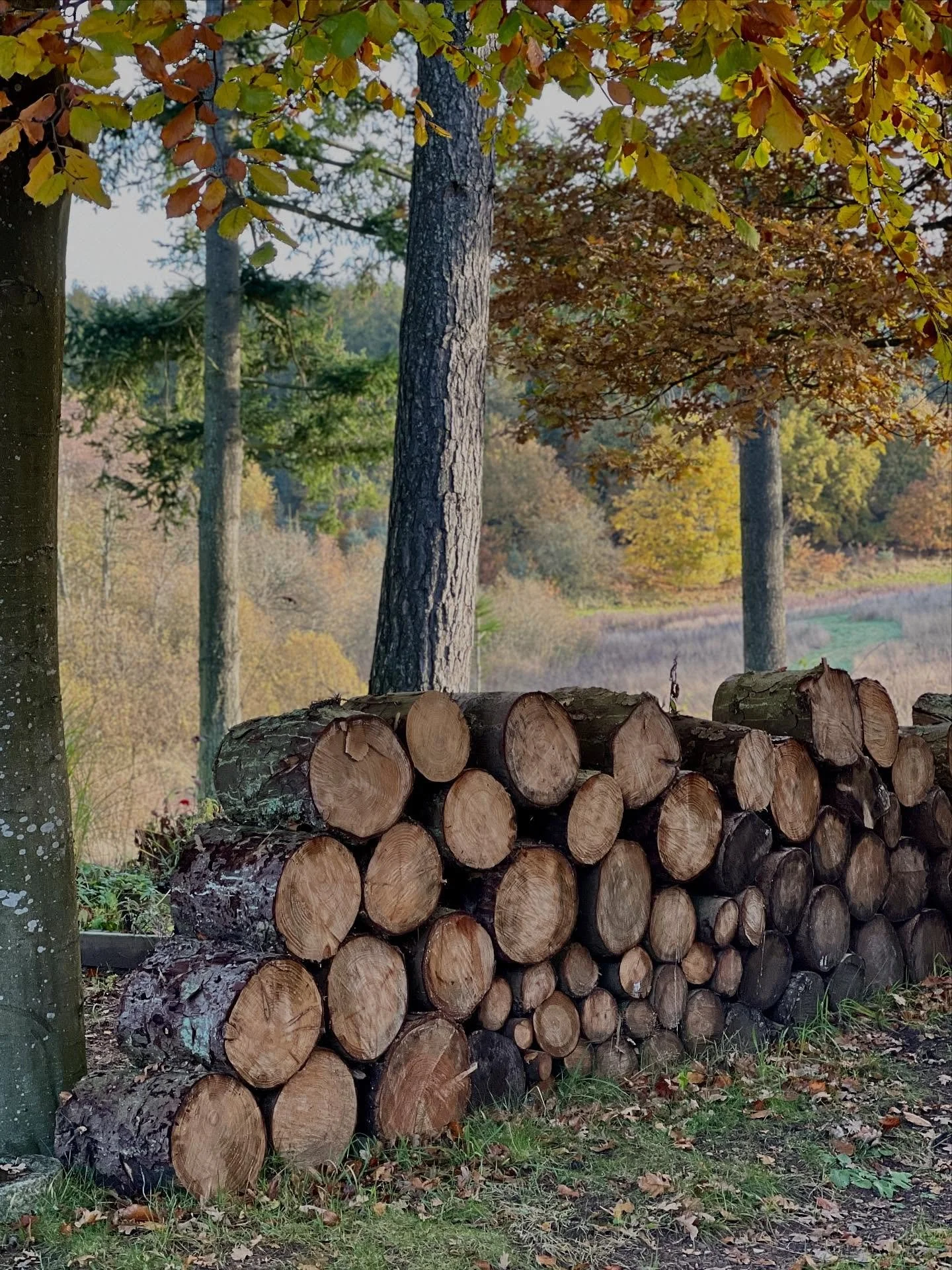NATURN&AElig;R BR&AElig;NDEV&AElig;G🍂🪵🔥

Solid, rustik og naturn&aelig;r. En v&aelig;g af br&aelig;nde er et flot og livgivende indslag i haven. Som rumdeler, som skjul og cover til alt fra potter til pl&aelig;neklipper. Eller bare som naturn&aeli