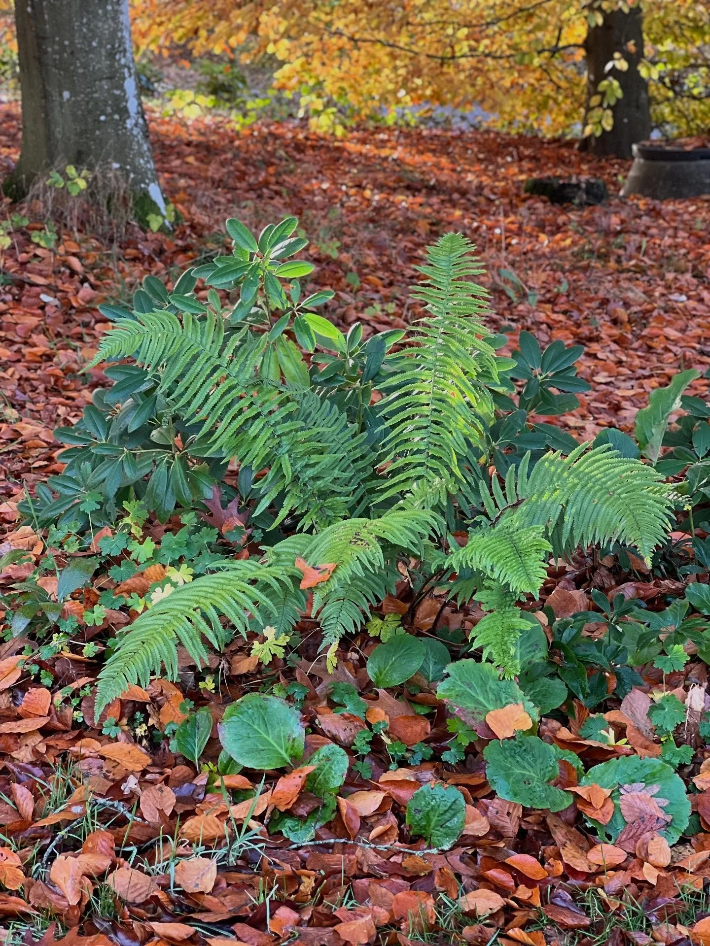 BEDDEDIGN MED BREGNER🌿

Fin, frodig og med elegante, fjersnitdelte blade. Bregner er betagende og de helt rigtige planter, hvis du dr&oslash;mmer om synet og duften af skov i din have eller blot i et enkelt bed.

Guldsk&aelig;lbregne, Dryopteris aff