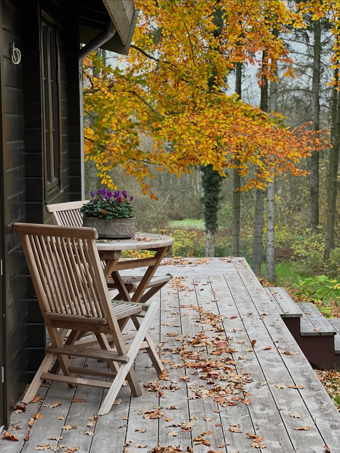 FARVERIGT FARVEL🔥

&Aring;rets sidste l&oslash;vfarver er fantastiske.

Et af de smukkeste plantepar i min lille skov er b&oslash;gen, der lyser op som guld &ndash; og efeuen, som med sine stedsegr&oslash;nne blade farver b&oslash;gestammen dyb flas