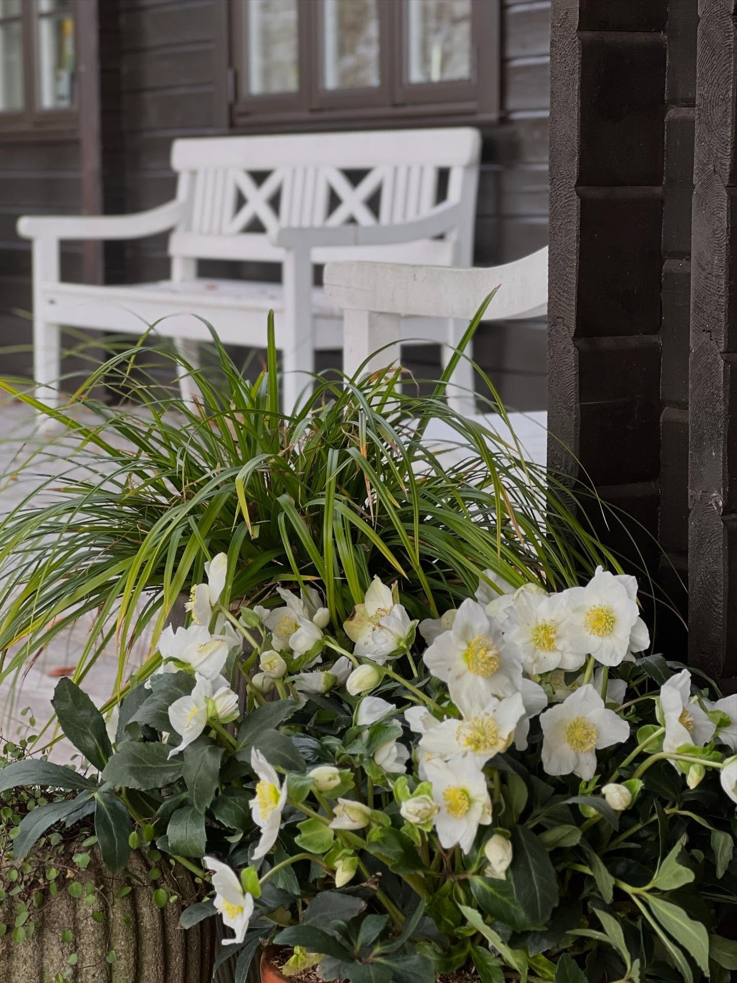 WHITE FRIDAY🤍

Tr&aelig;nger du ogs&aring; til en fredfyldt pause? S&aring; kan synet af en enkel lille trio af planter give os ro for &oslash;jet.

Jeg har frisket mine krukker p&aring; terrassen op med nye juleroser. 

De er smukke med deres lysen