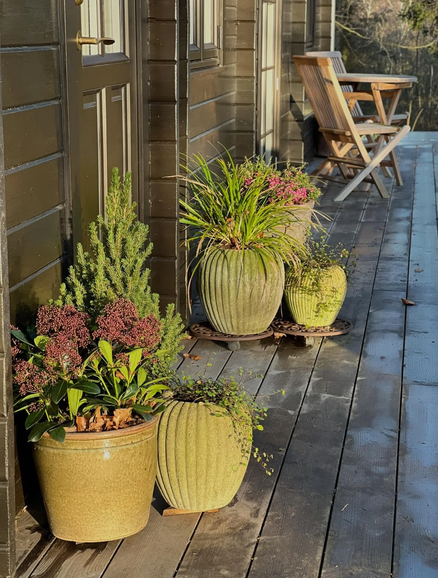 NYT LIV I KRUKKERNE🌱

I dag nyder jeg en tiltr&aelig;ngt, lille oprydning og omrokering af krukker, der giver nyt liv i haven efter jul.

Jeg er stor fan af trioer, der skaber sm&aring;, harmoniske grupper af gr&oslash;nt i haven.

Forrest i hver kr