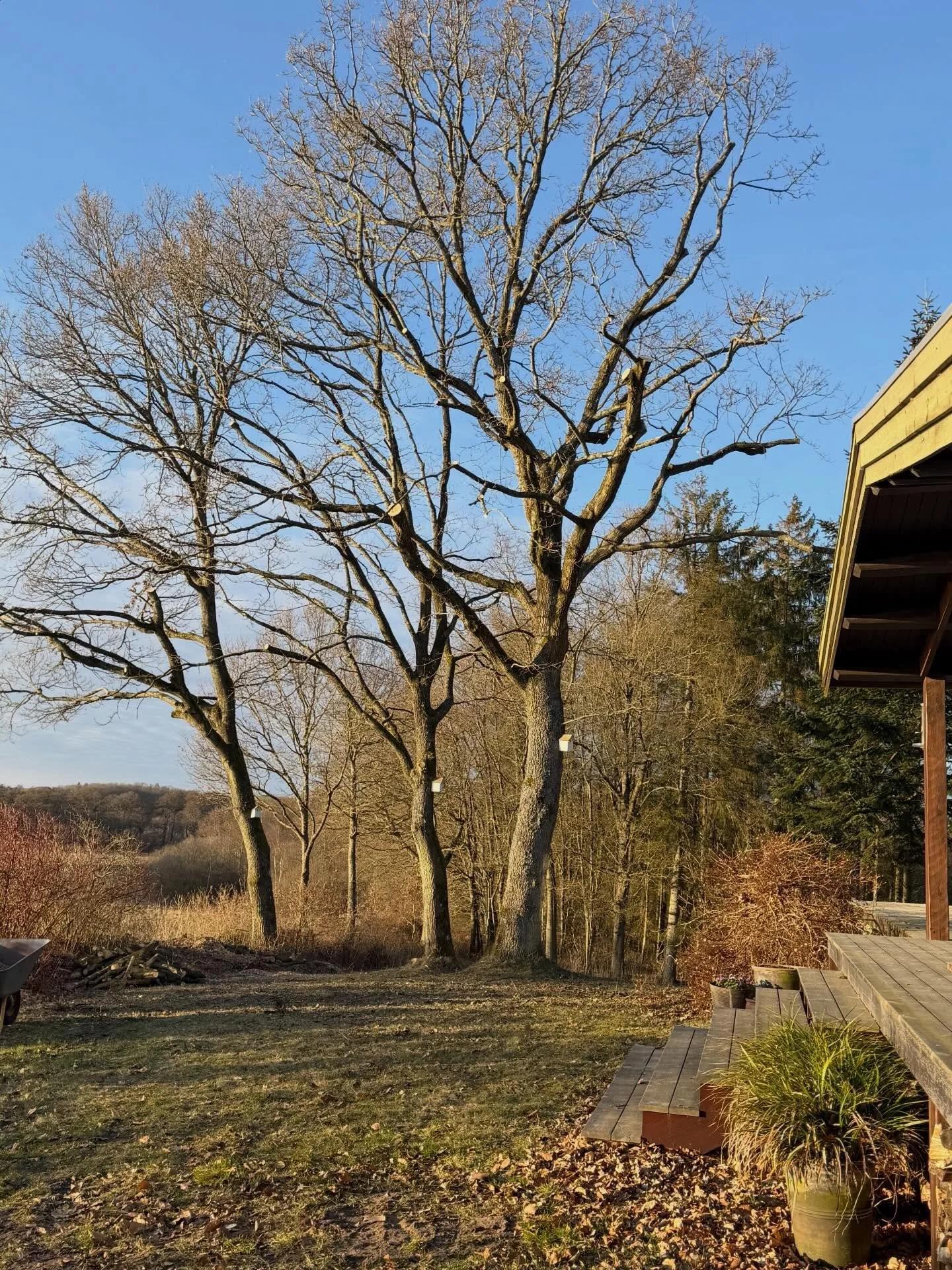 N&Oslash;DVENDIG BESK&AElig;RING AF TR&AElig;ER 🌿

Nogle gange kalder havens tr&aelig;er p&aring; en k&aelig;rlig h&aring;nd.

Tre af mine egetr&aelig;er var vokset for t&aelig;t: &eacute;t hang faretruende ind over terrassen, &eacute;t var stormska