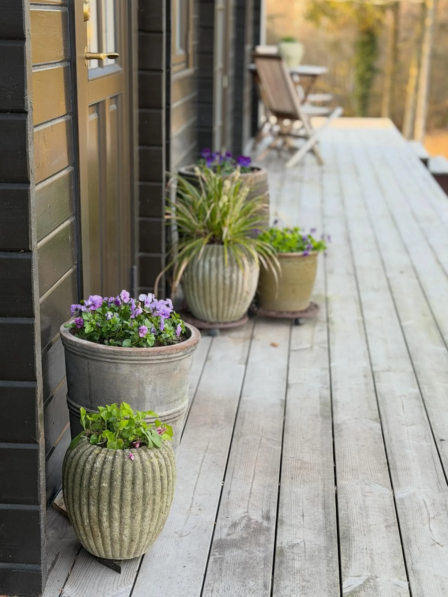 FARVERIGE FOR&Aring;RSBLOMSTER💜💚💙

Elsker du ogs&aring; farverige for&aring;rsblomster i dine krukker?

S&aring; plant hornvioler. Viola cornuta er min yndling til for&aring;rets krukker.

Farverig, l&aelig;ngeblomstrende, fin som pynt p&aring; ka