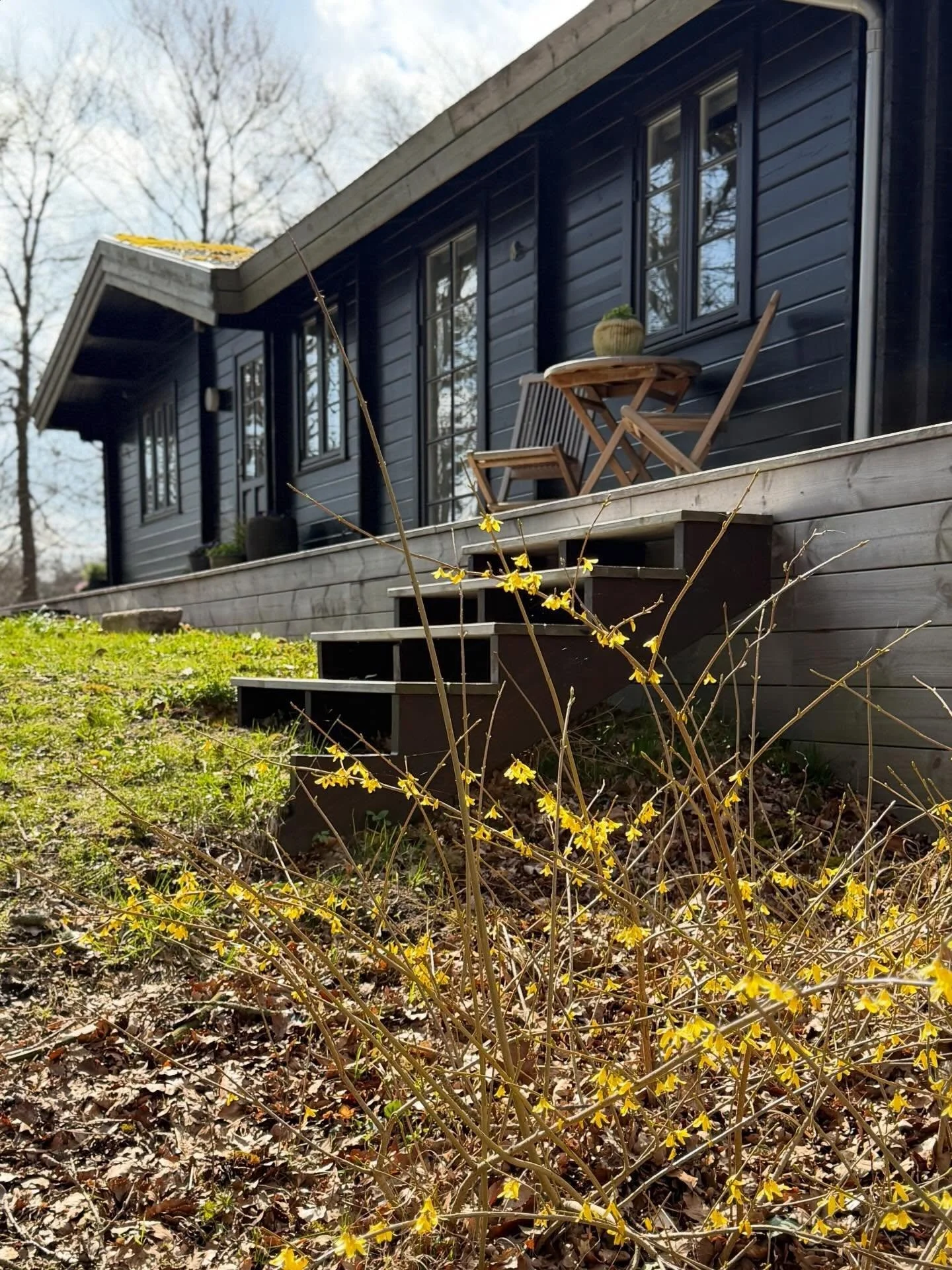 H&Aring;RDF&Oslash;R FORSYTHIA 💛

Forsythia - eller v&aring;rguld - har aldrig st&aring;et &oslash;verst p&aring; min private planteliste. Den har altid mindet mig lidt om mormor.

Men i Skovhaven stod den her allerede da jeg kom til.

Og selvom den