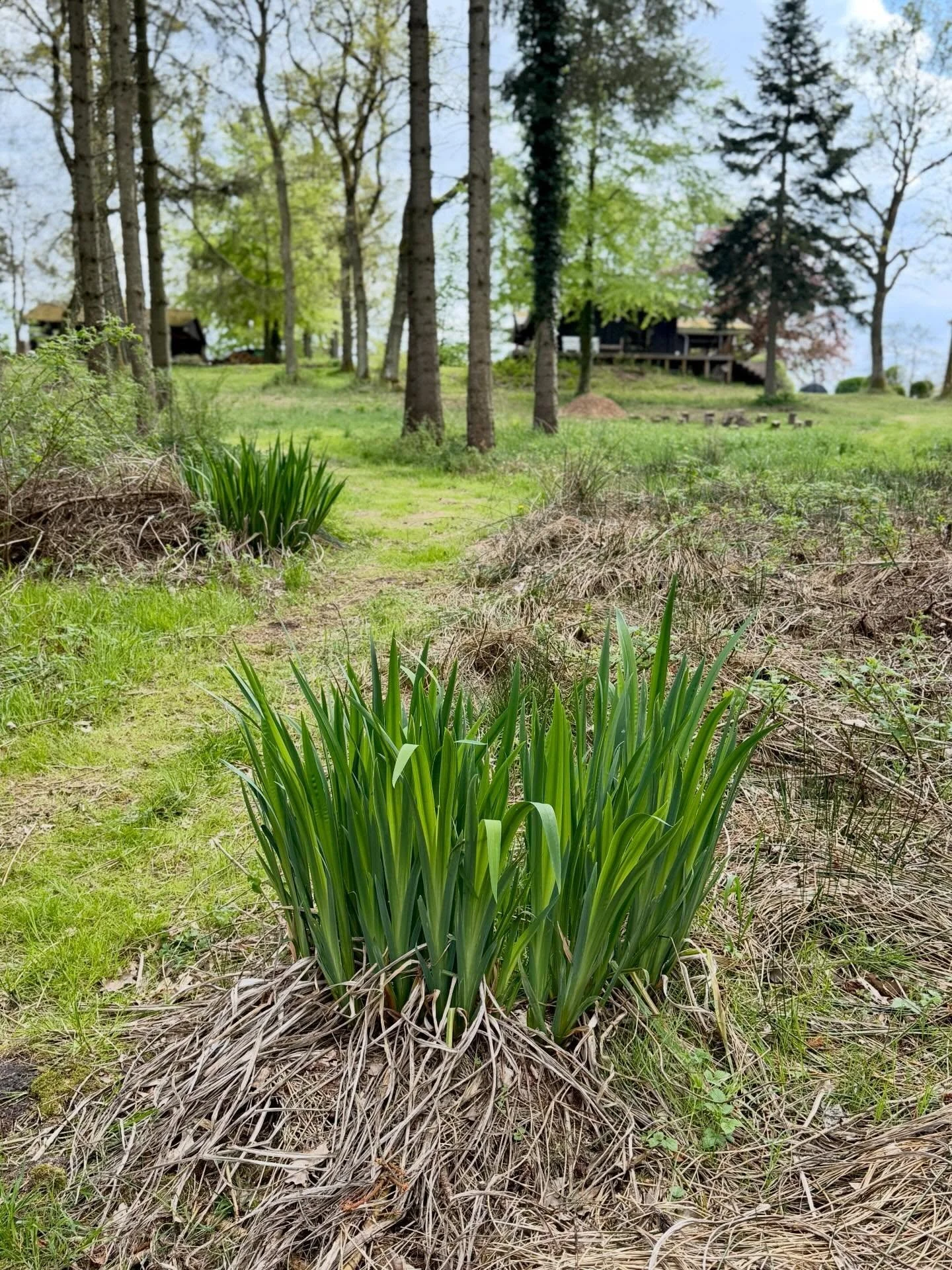 GRAFISKE, GUL IRIS🌿

Med sine sv&aelig;rdformede blade skaber den gule Iris, Iris pseudacorus et flot fokuspunkt i bunden af min skovhave.

Her ligger mosen og det passer den gule iris godt, der er en hjemmeh&oslash;rende, fler&aring;rig sumpplante.