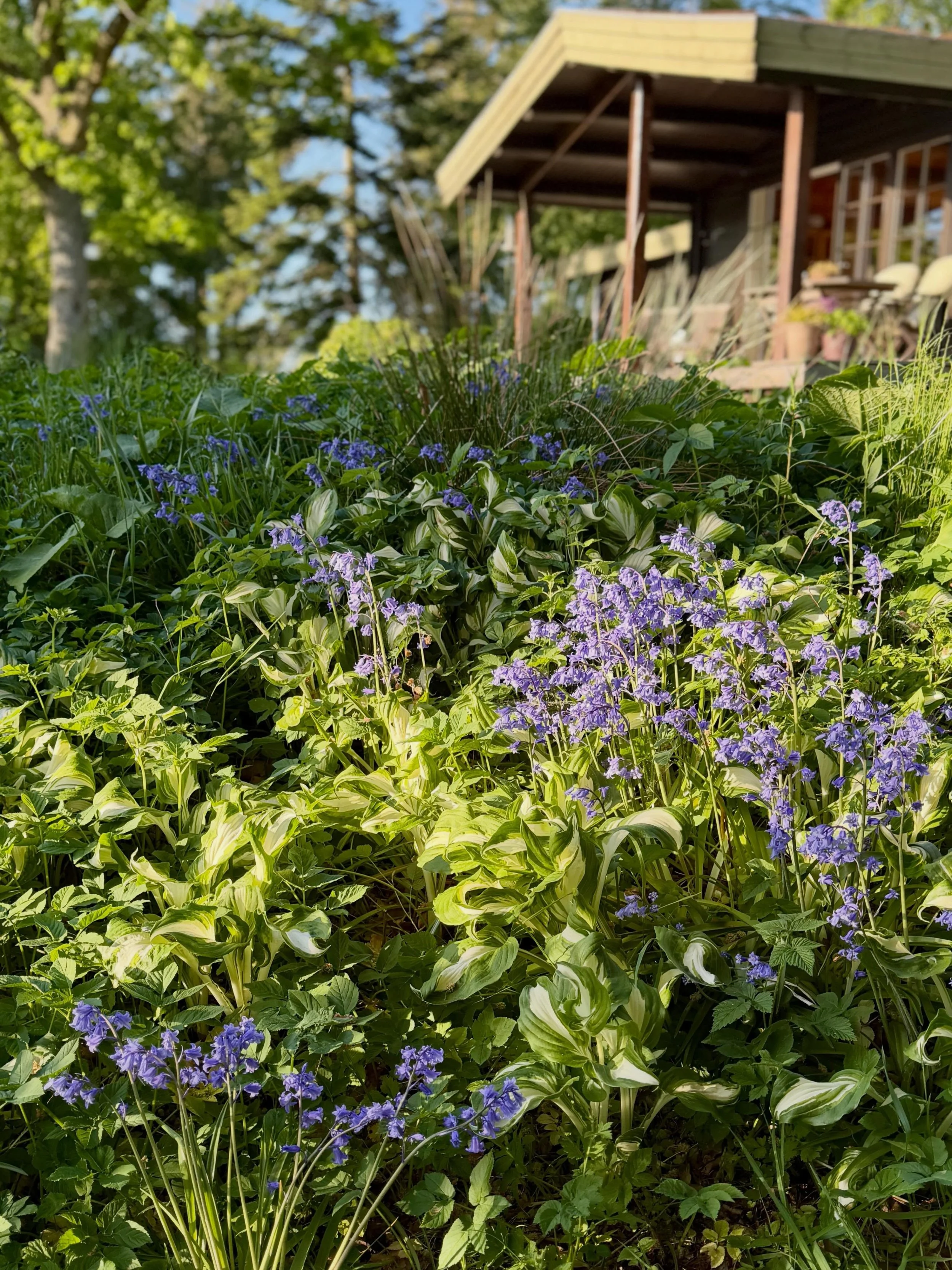 KUL&Oslash;RTE KLOKKESCILLA🌿

&Oslash;nsker du dig et bl&aring;t blomstert&aelig;ppe?

S&aring; er klokkeskilla en fin l&oslash;gplante, der let formerer sig, blot den f&aring;r en fredelig plet i haven.

P&aring; engelsk kaldes de bluebells og kan 