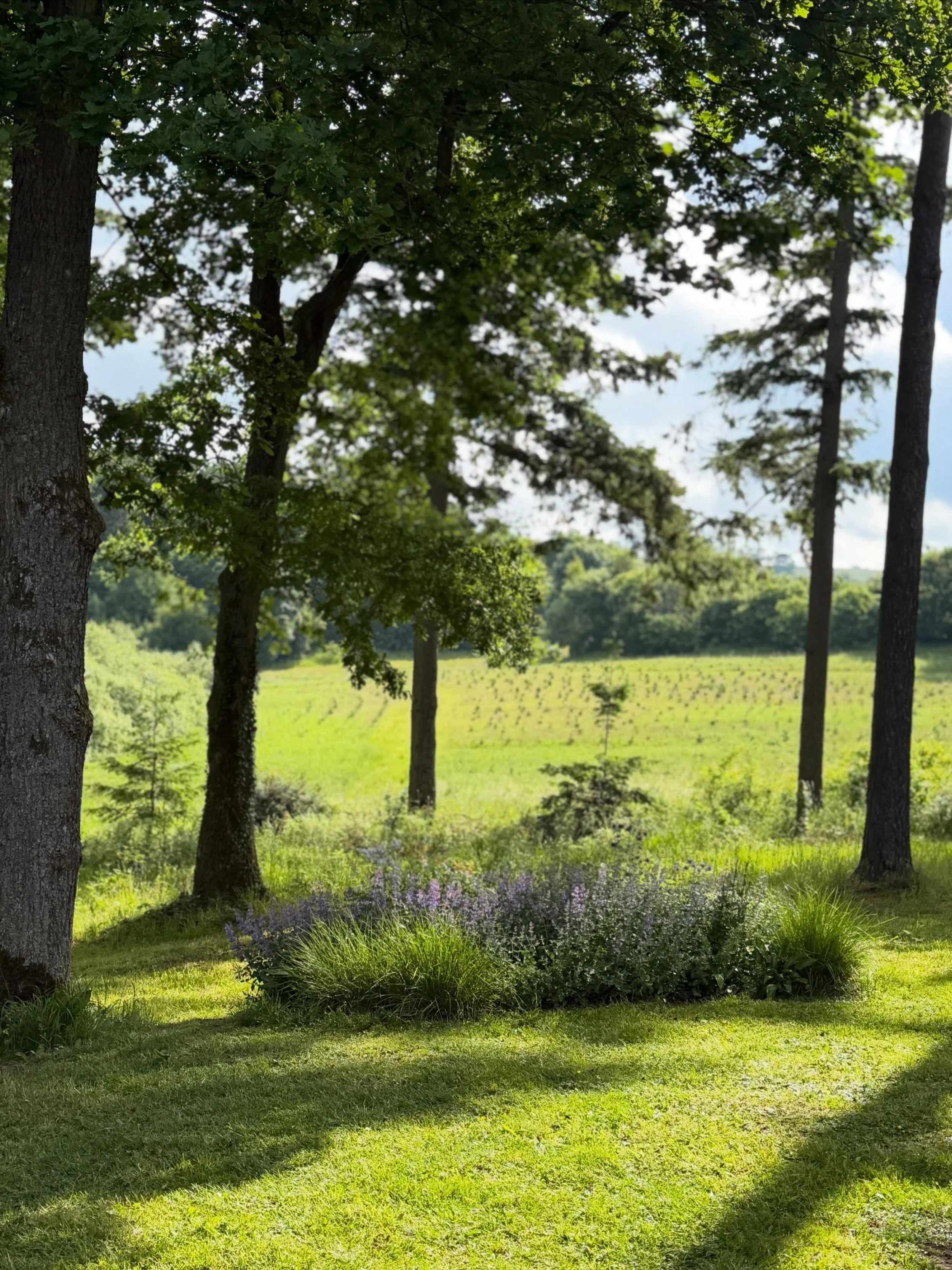 BL&Aring;VIOLET BED BLOMSTRER🌿

Lys, skygge og fuld af liv. Jeg elsker denne tid, n&aring;r skovhavens &oslash;er af bede mellem de store tr&aelig;er farves og begynder at summe af insekter.

Her i starten af juni springer katteurten, Nepeta &lsquo;