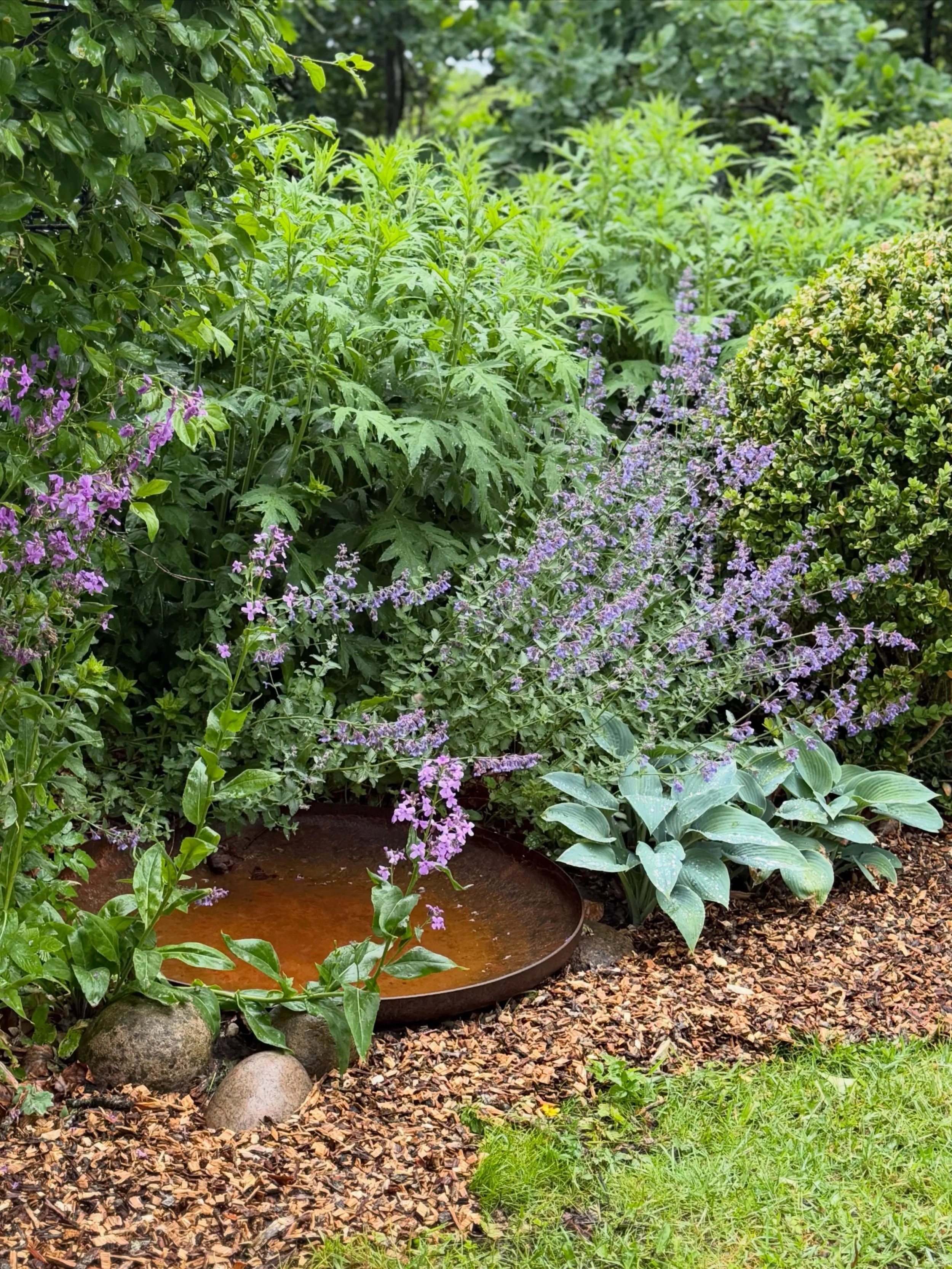 SPEJLVAND OMGIVET AF GR&Oslash;NT🌿

Gr&oslash;nt, givende og nemt. Jeg elsker frodige bede og varierede bladformer, som her omkring mit spejlvandsbassin.

Hosta &lsquo;Halcyon&rsquo; med sine bl&aring;duggede blade, katteurt, Nepeta &lsquo;Walkers L