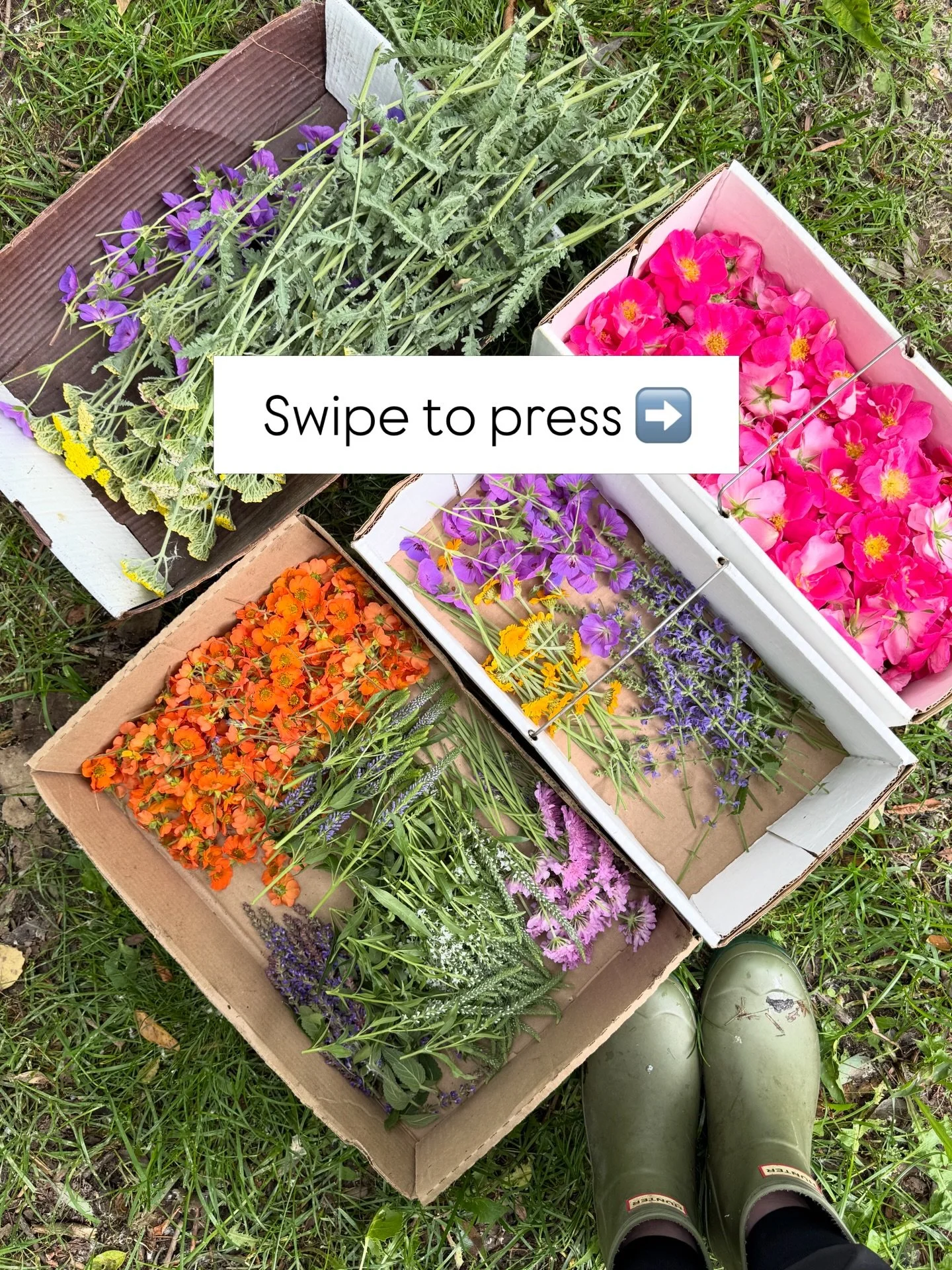 Workshop flowers are popping at the farm!  Check out all of our upcoming workshops on our website &ldquo;Workshop&rdquo; page.  Links are also in our bio! We can&rsquo;t wait to share our beautiful pressed flowers with you! 🌸🌷🌼💐🌿