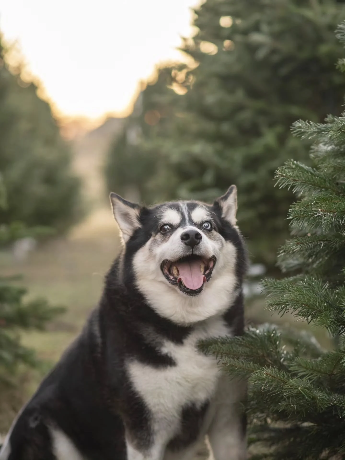 Good boy at the Christmas Tree Farm🐶 🎄 @monroefamilyfarm
#ftworthphotographer #fineartfamilyphotographer #familyphotography