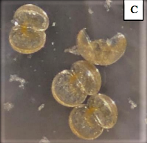 Larvae (glochidia) of the Canoe Creek Clubshell (credit: USFWS)