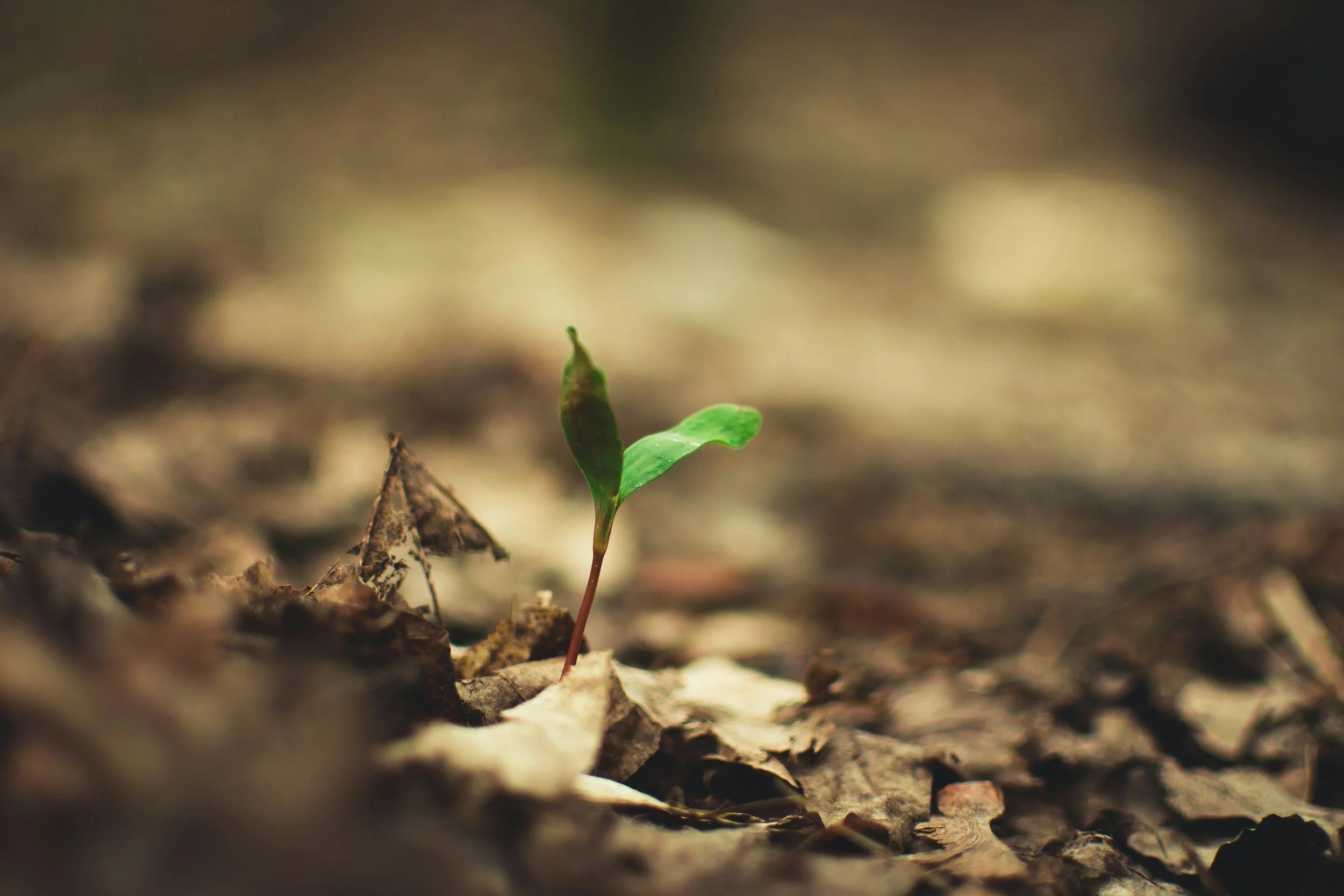 Why Nonprofits Rarely Invest Big in Their Grant Writers And Why That Should Change
