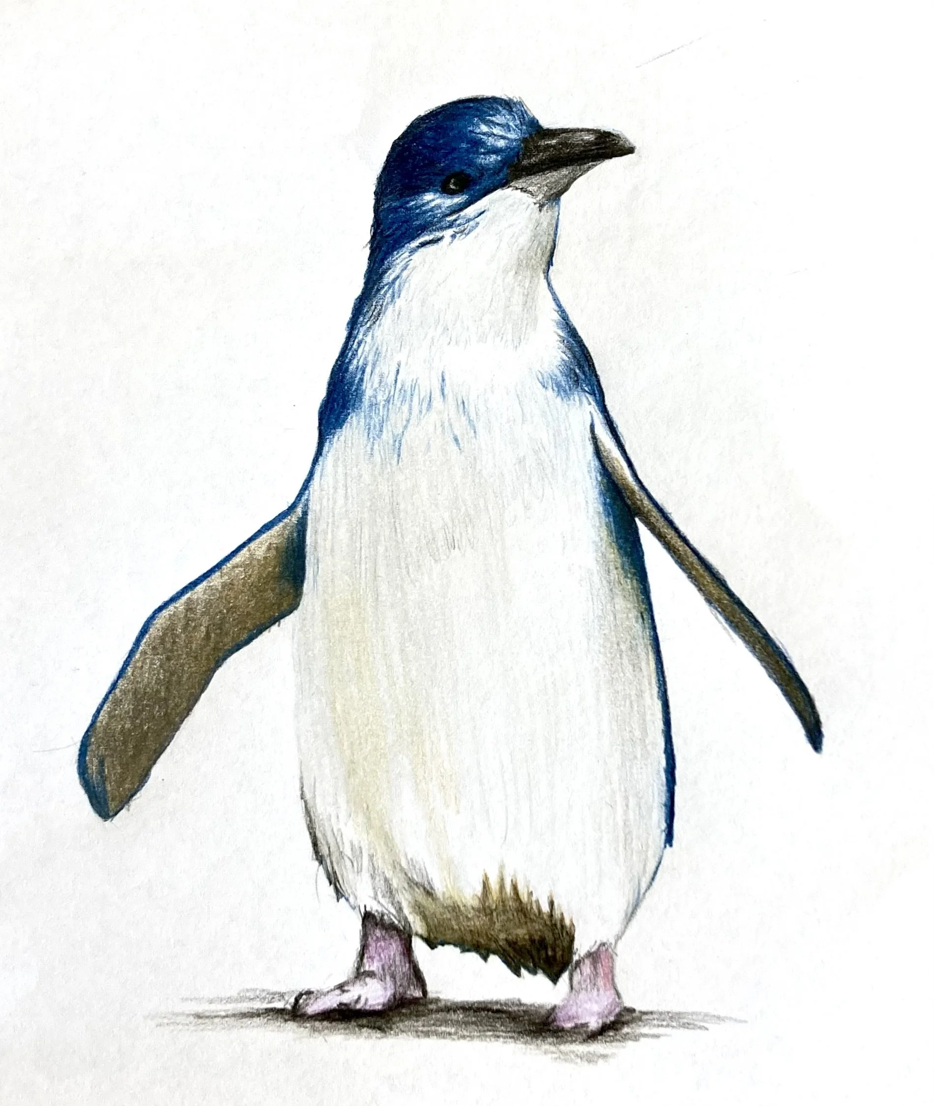 Blue penguin greeting card nz souvenir.jpeg