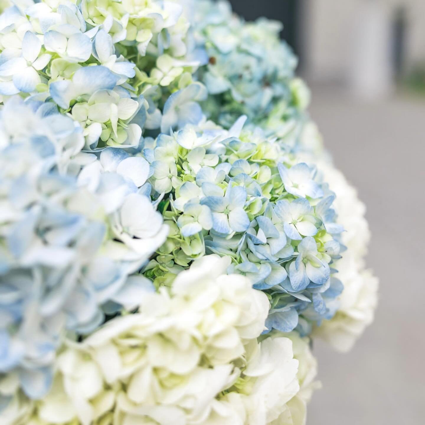 I had the absolute pleasure of assisting with the florals for my good friend Amanda&rsquo;s intimate wedding in November. She chose a beautiful selection of hydrangea, roses, and delphinium to complement her blue and white aesthetic. Thank you @price