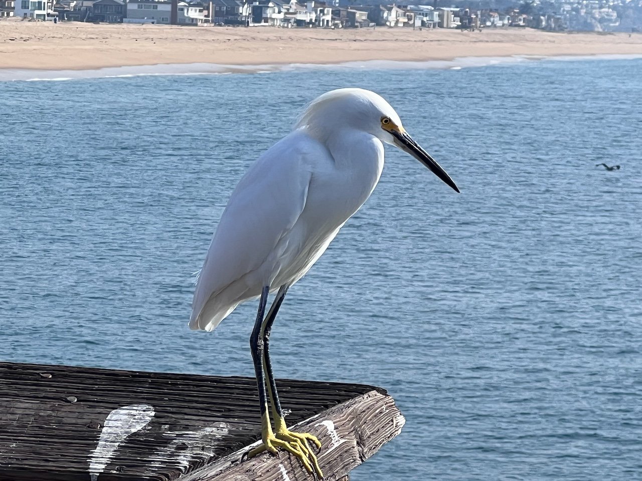 IMG_3853.jpeg
