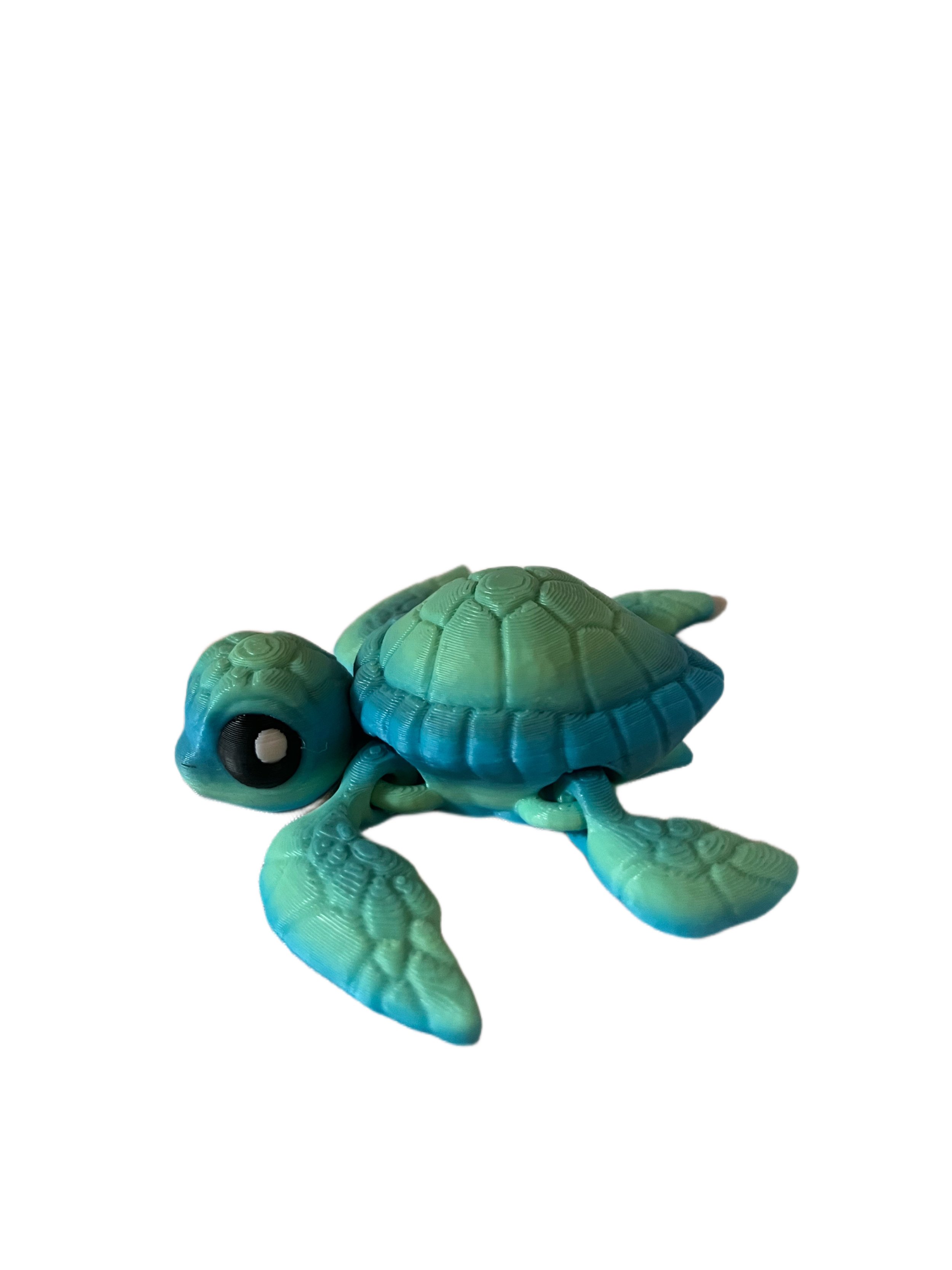 turt side.jpeg