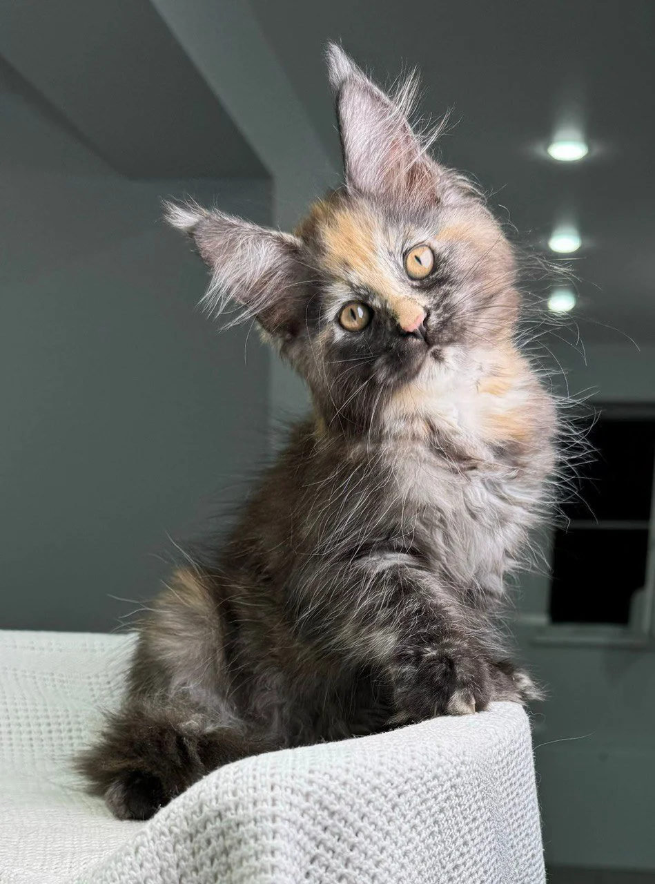 Tabby Manx Kittens For Adoption American Bobtail Cat Purebred Manx