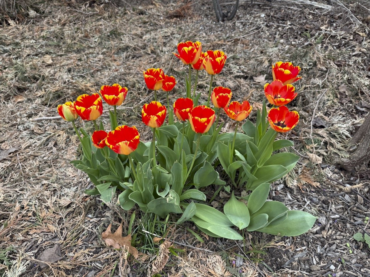 Spring continues to spring forth.