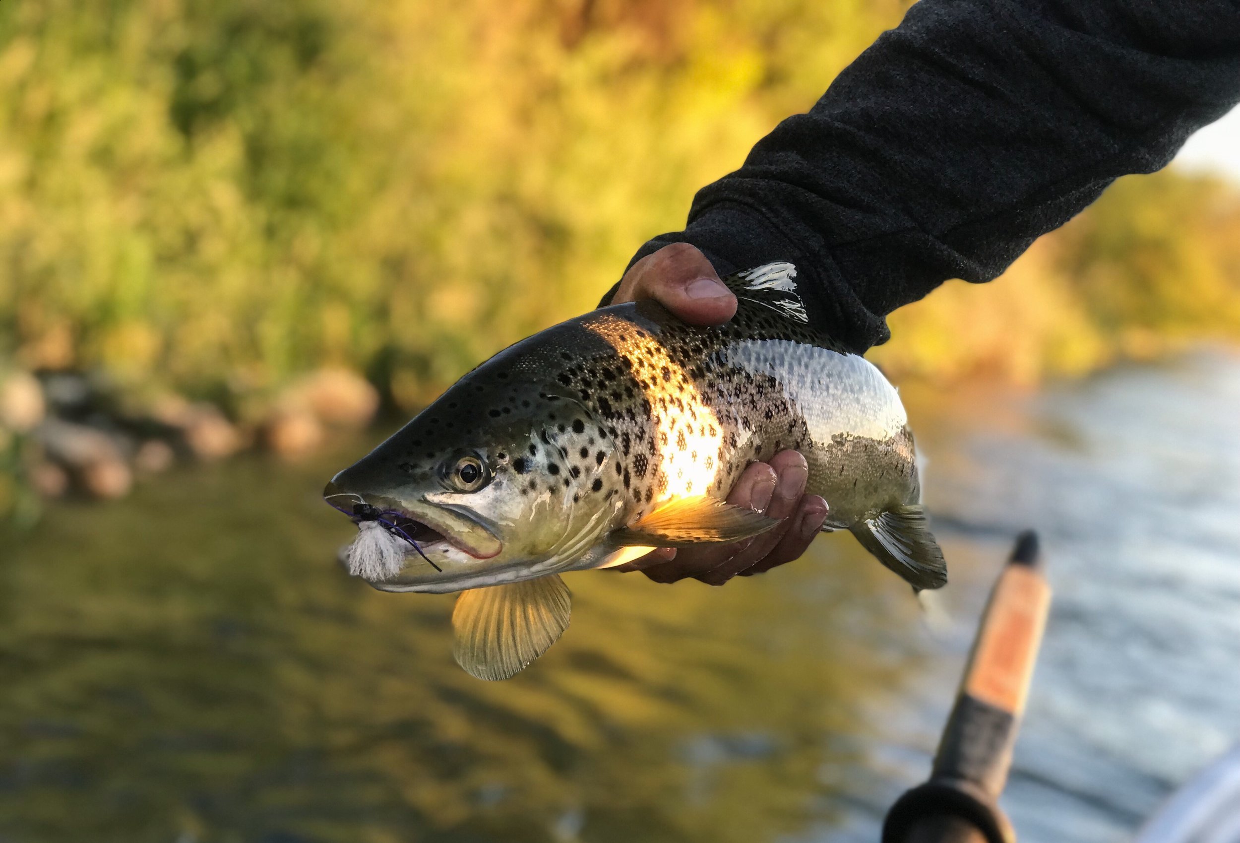 Drift+guide+Co_Fly+Fishing+Calgary_Brown+Trout_Early+Morning+2.jpg