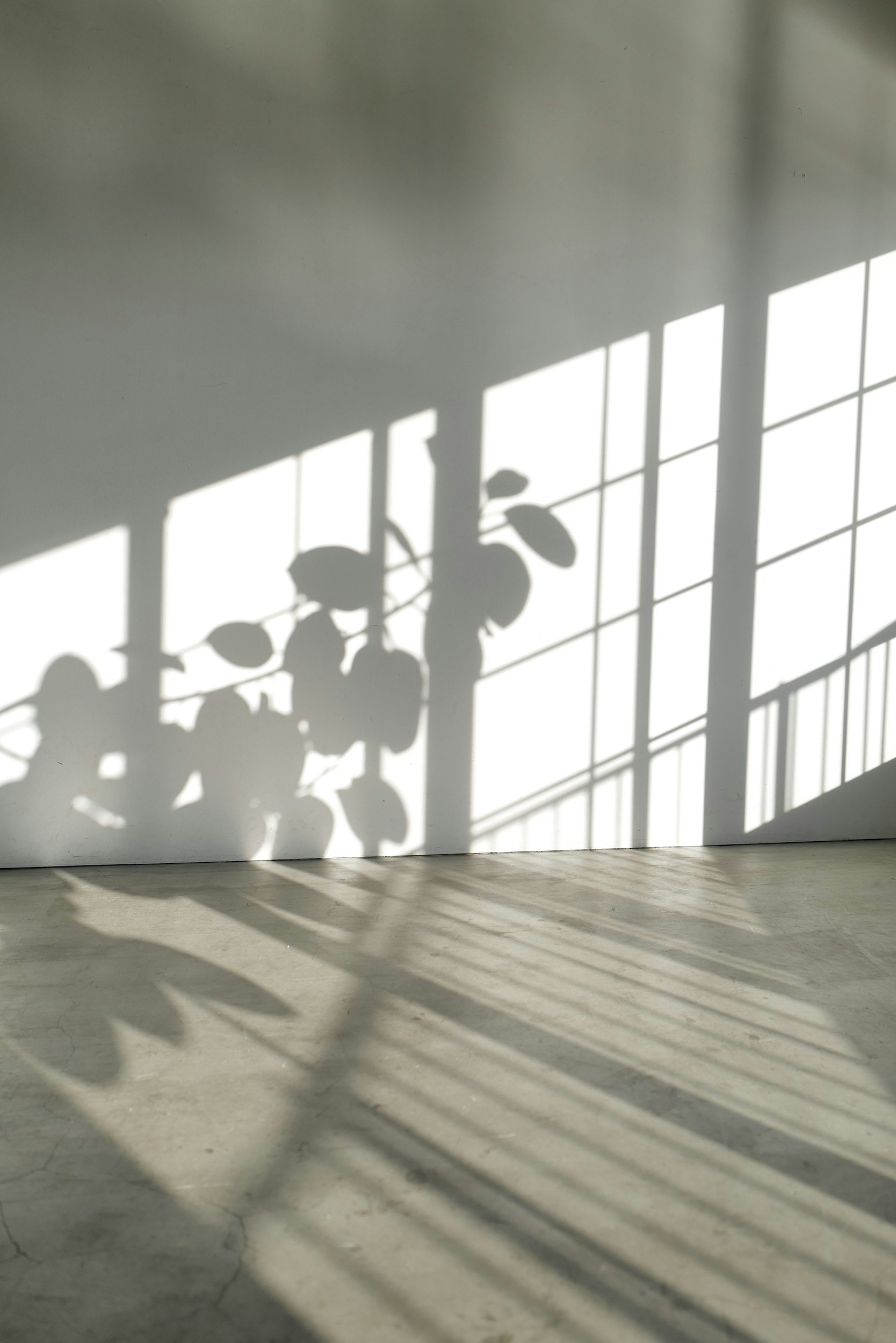 Sunlight casting shadows of leaves and window panes on a white wall and concrete floor.
