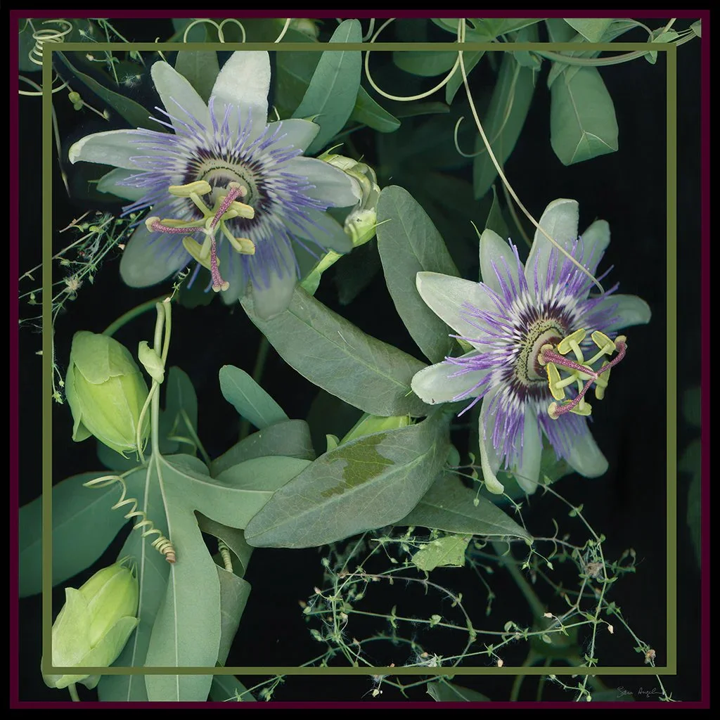 Silk charmeuse Passion Flower scarf, from $56.50 through Sara Angelucci's Small Angel Productions.