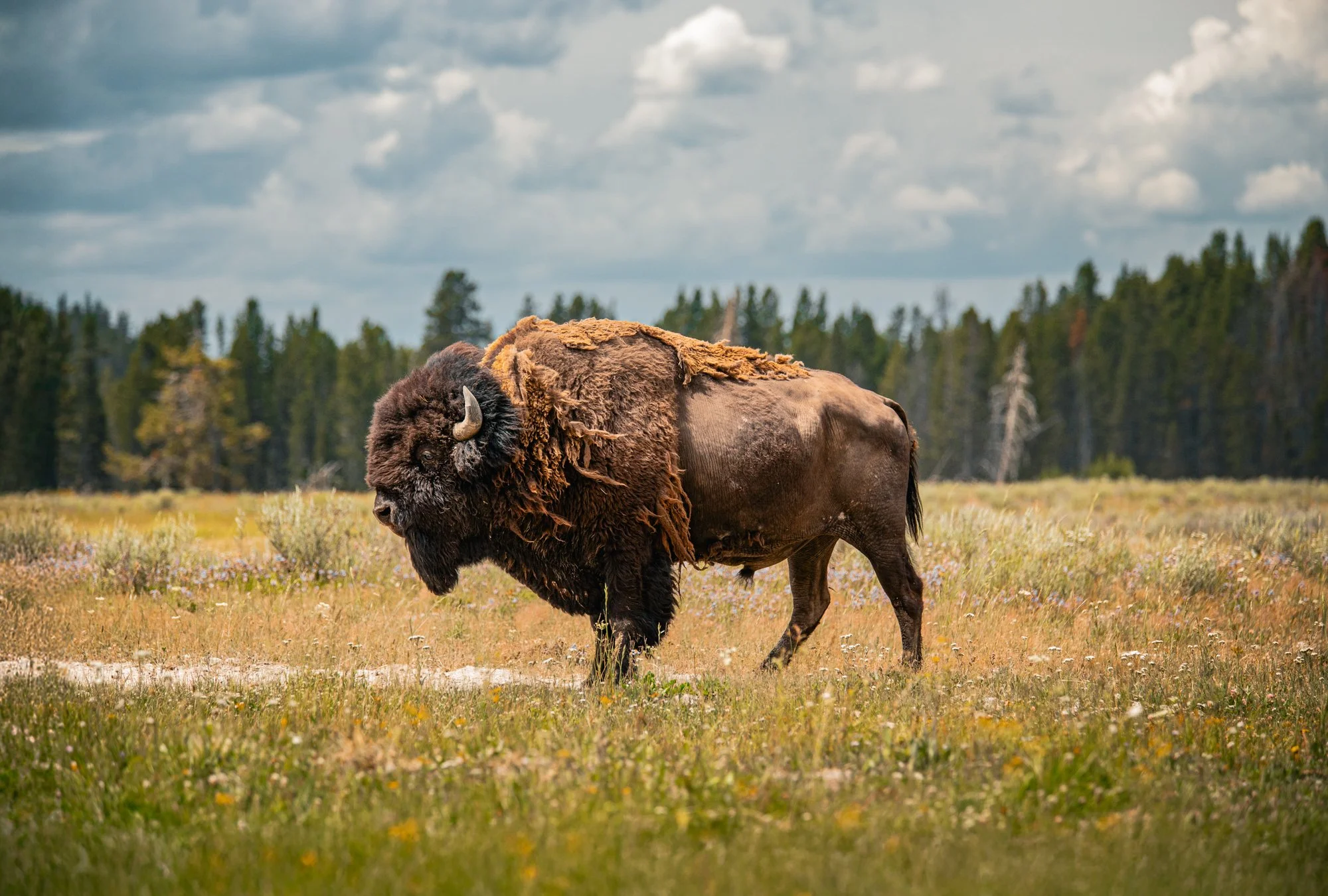 Bison.jpg
