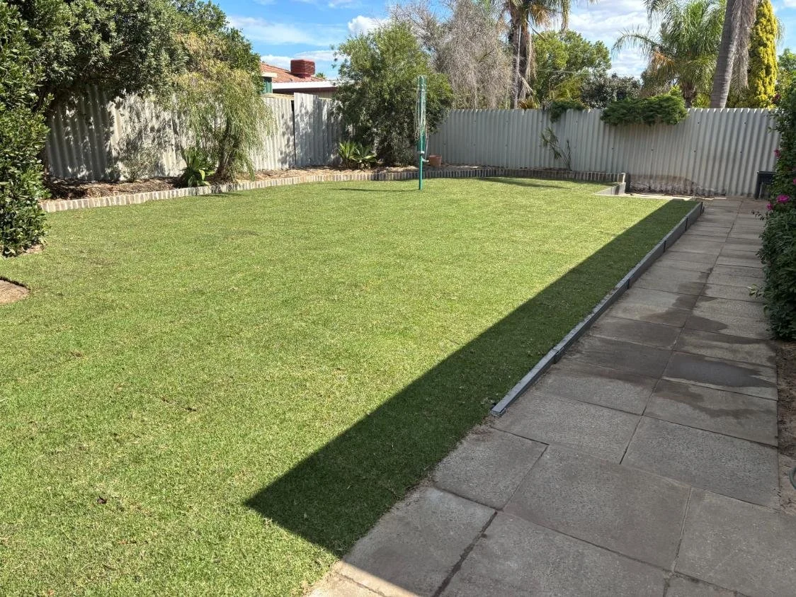 Natural lawn, turf, grass, Sir Walter Buffalo, Village Green Kikuyu