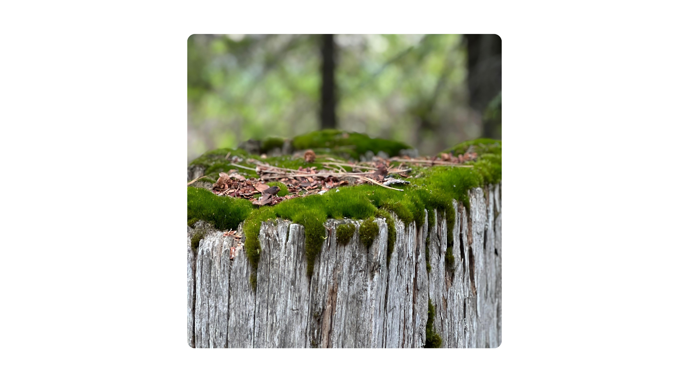 Julie Polaroid Imaging - 2024-05-21T210031.908.png